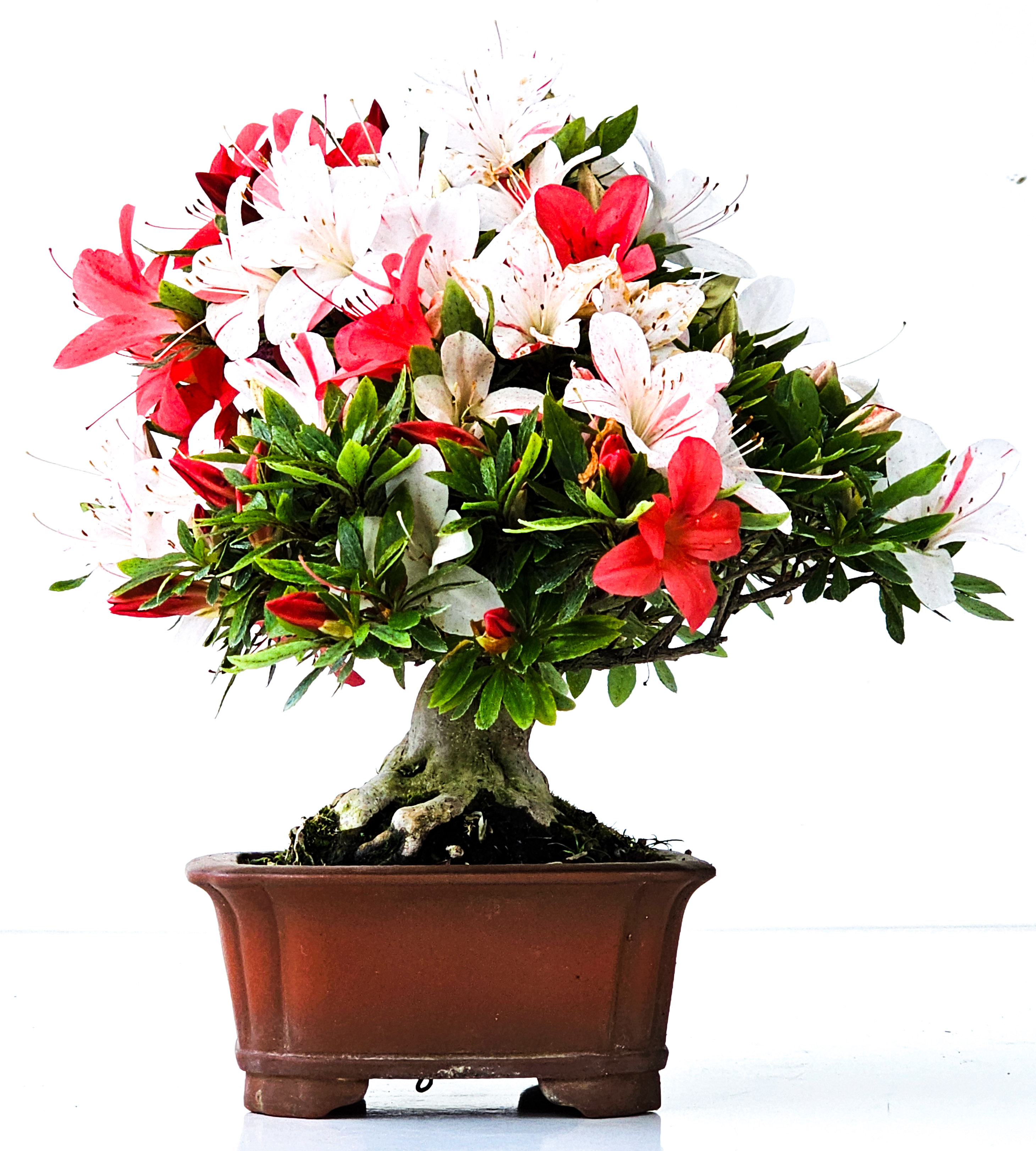 Bonsai Azalee Rhododendron indicum Shohin 19 cm Bonsai Azalee Rhododendron indicum Shohin 19 cm