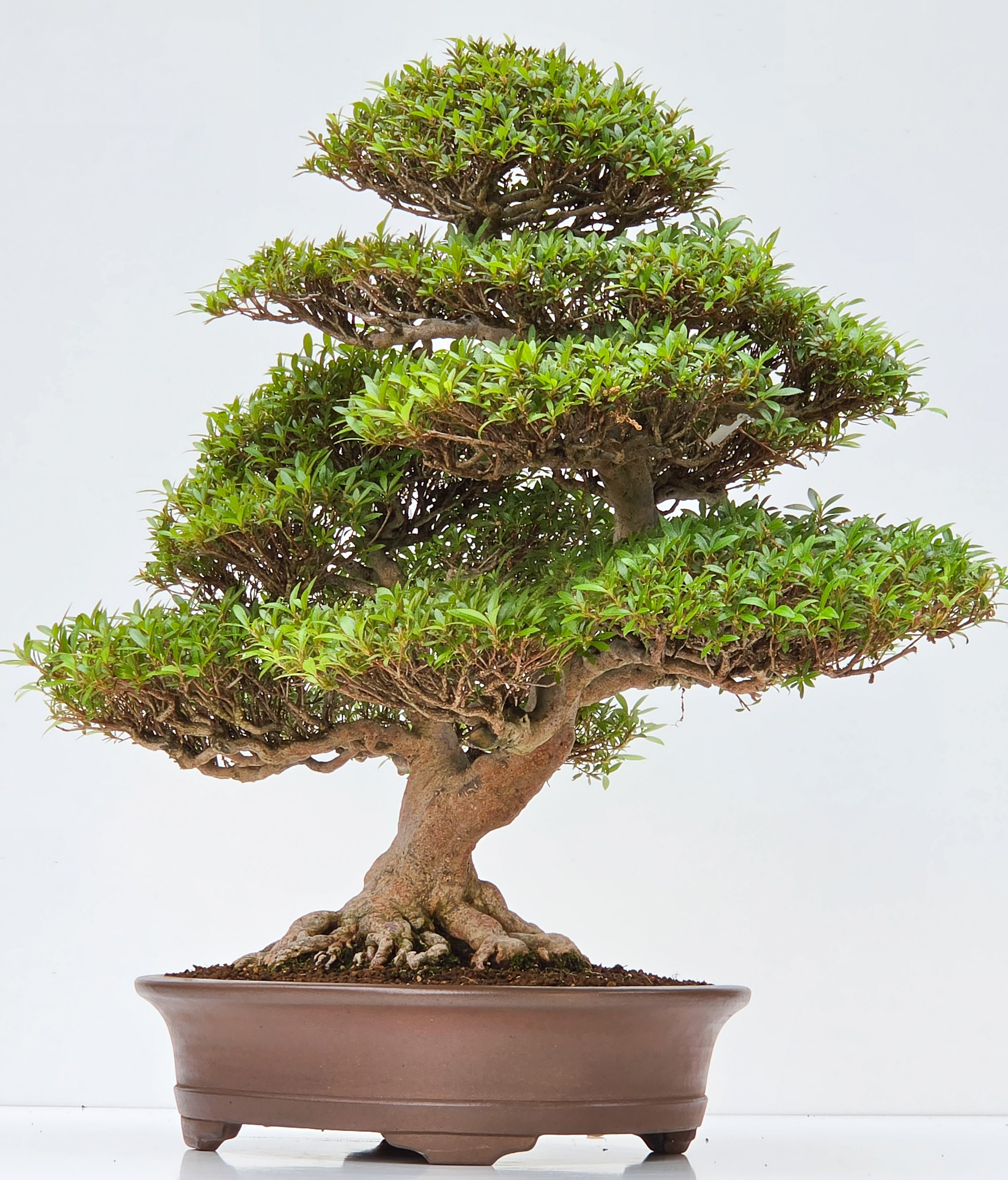 Bonsai Premium Azalee -  Rhododendron indicum kinsai 60cm
