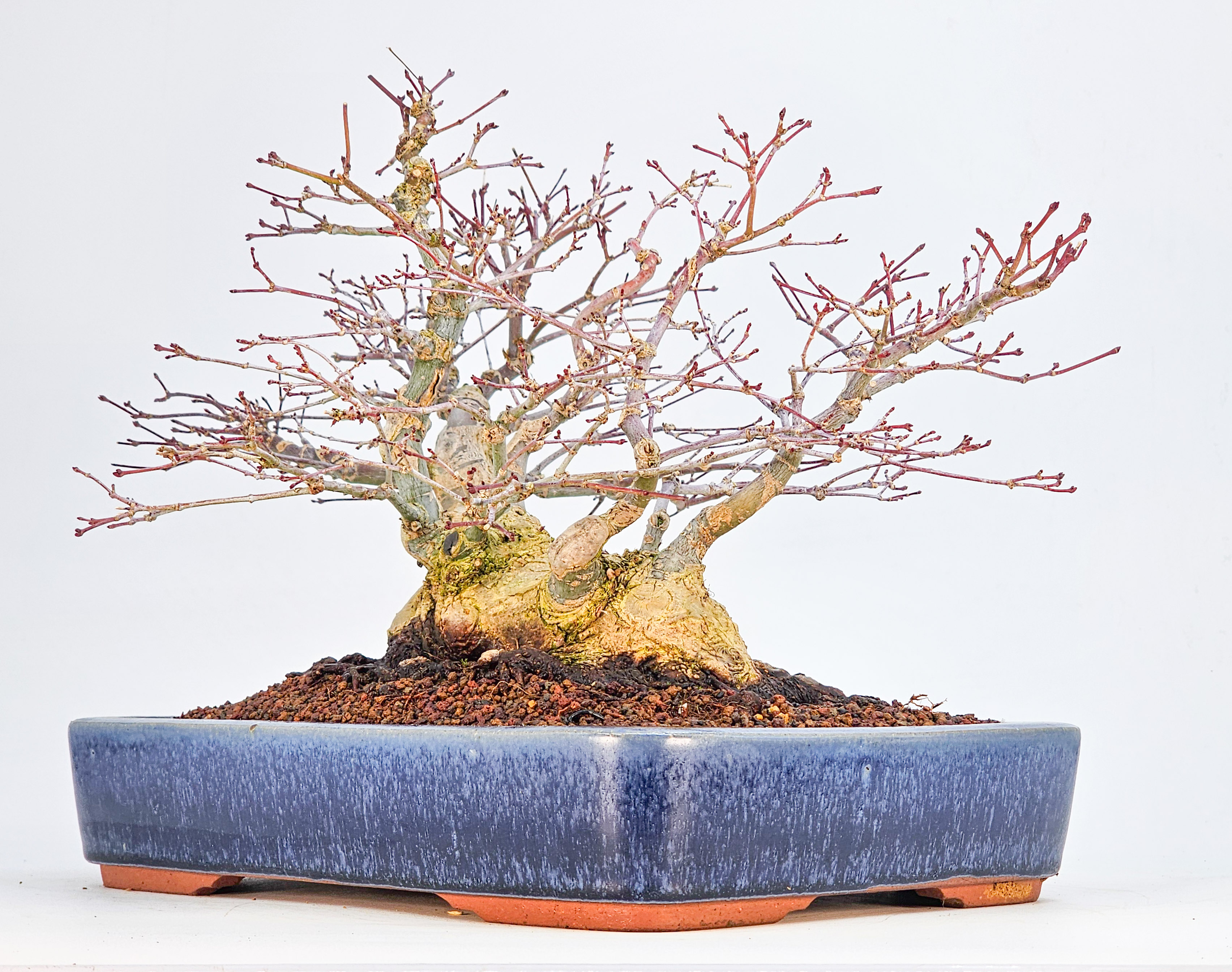 Bonsai Premium Fächerahorn - Acer palmatum Deshojo Shohin 21cm   