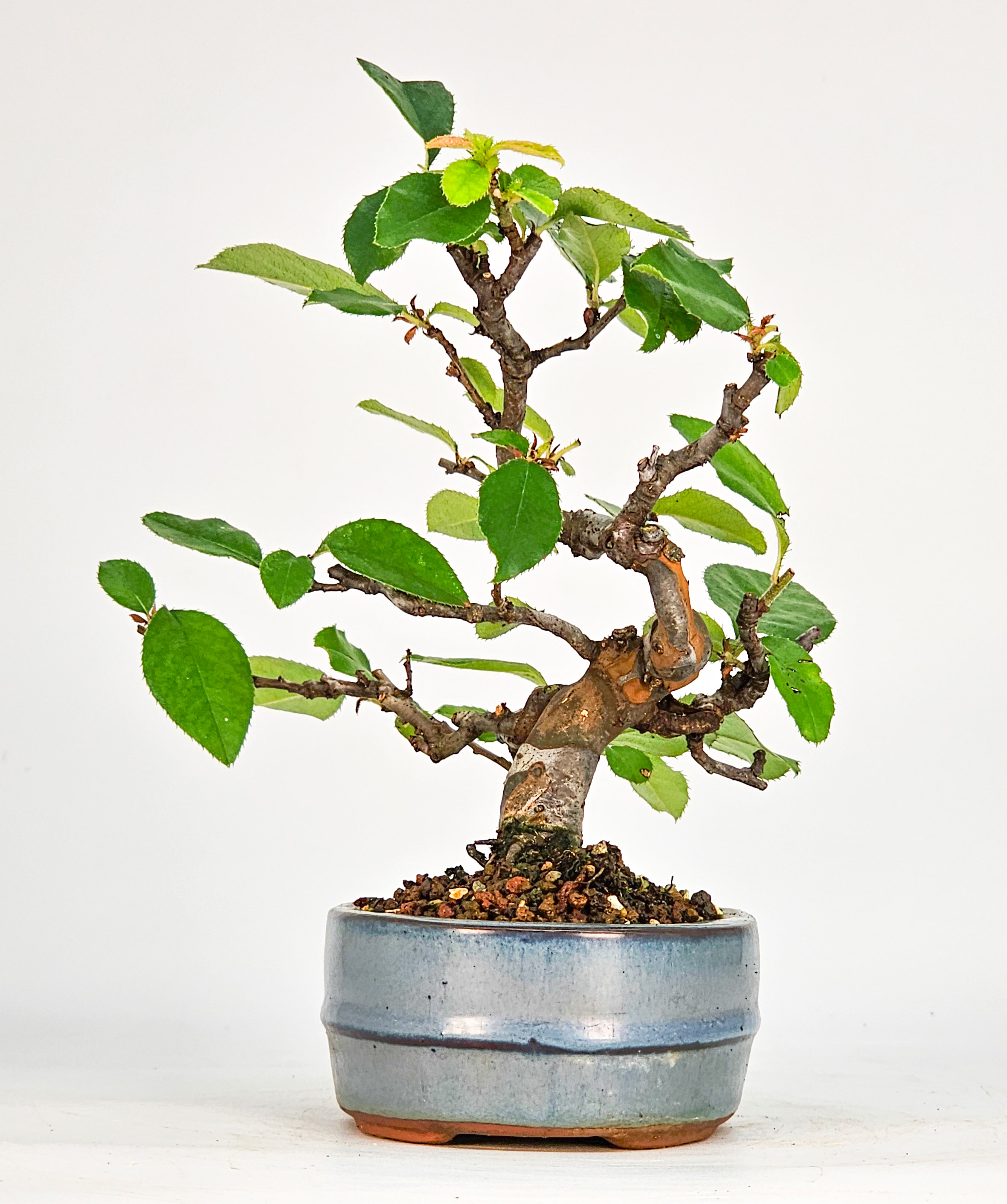 Bonsai Quitte - Pseudocydonia sinensis Shohin 14,5cm