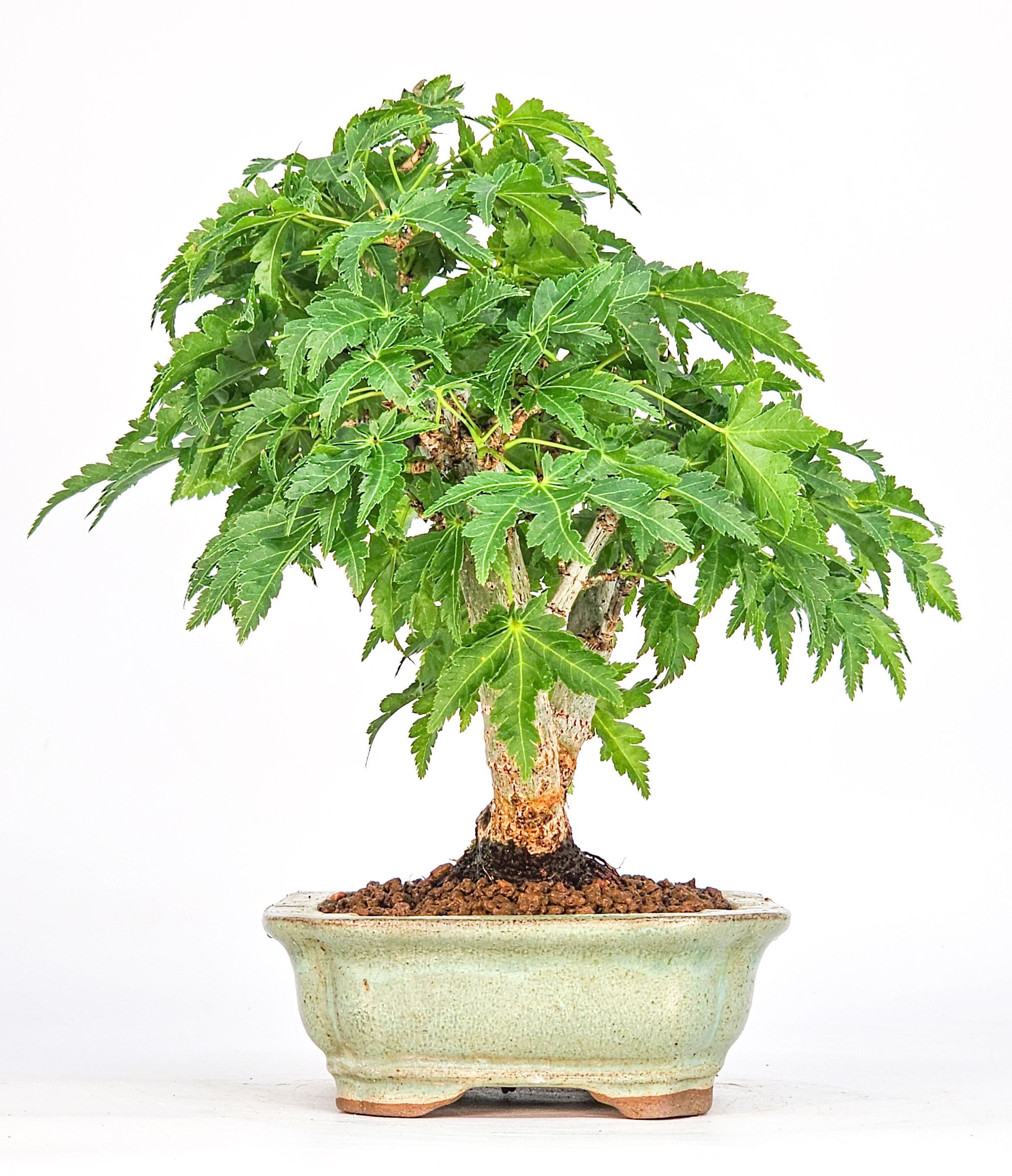 Bonsai Löwenkopfahorn- Acer palmatum Shishigashira Shohin 16cm