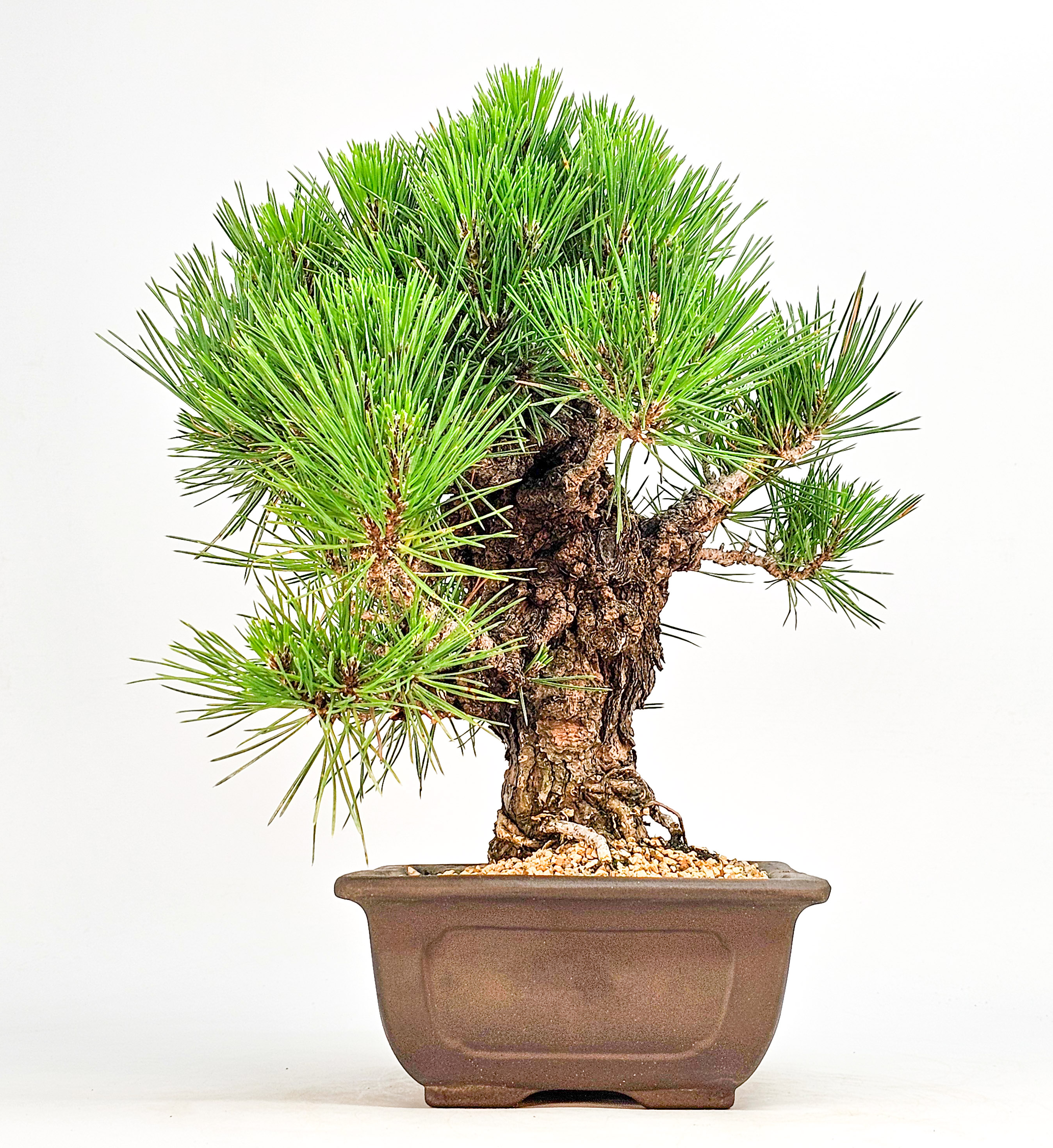 Bonsai Schwarzkiefer - Pinus thunbergii 26cm 