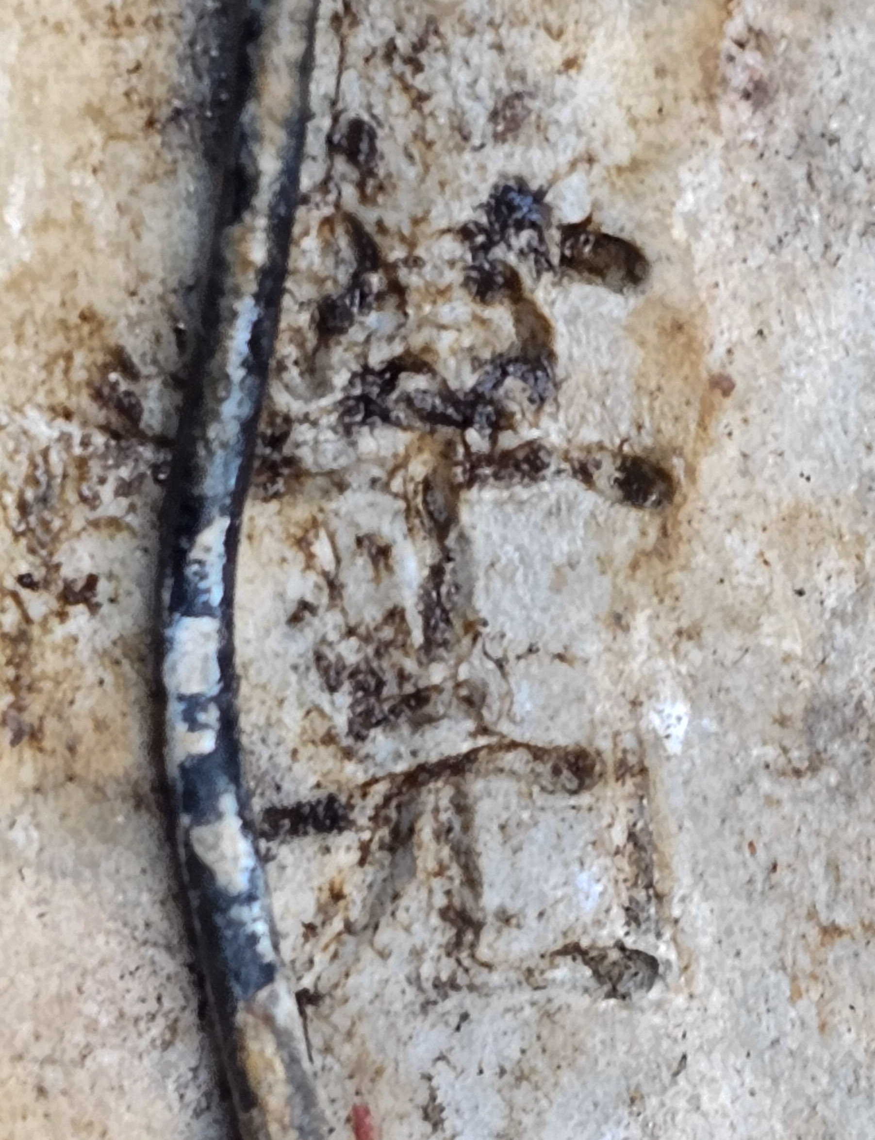 Bonsai Apfel - Malus Shohin 11cm