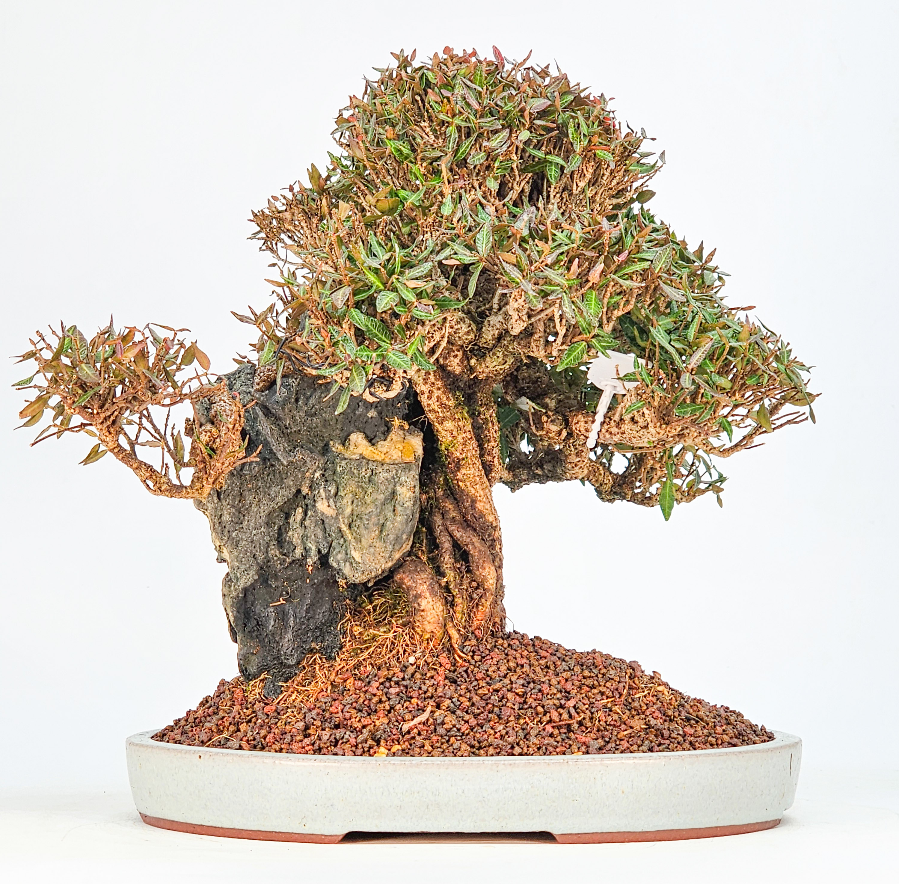 Bonsai Premium Sternjasmin - Trachelospermum asiaticum Ishizuki 24,5cm  