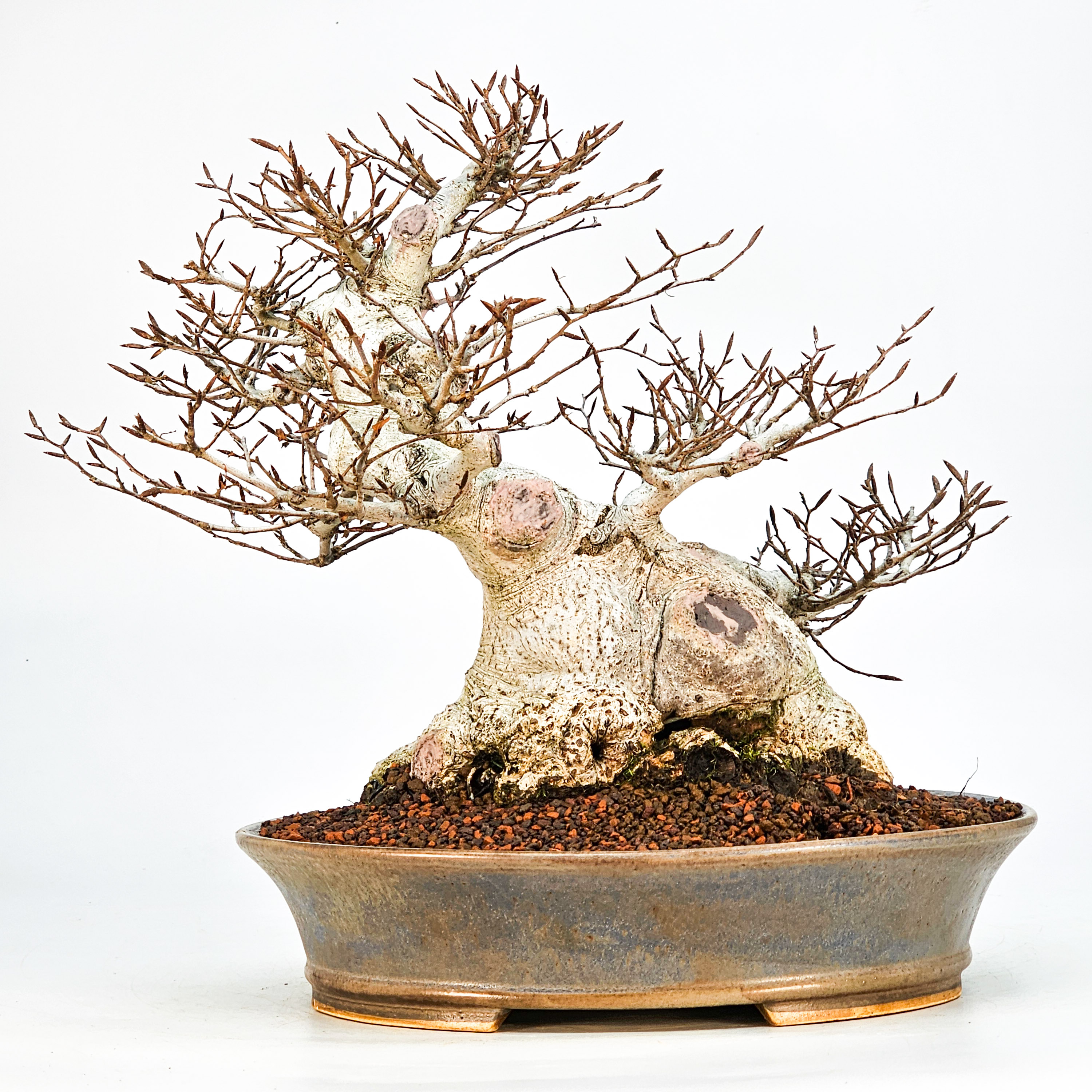 Bonsai Premium Kerbbuche Fagus Crenata 26 cm Video!!! Bonsai Premium Kerbbuche Fagus Crenata 26 cm Video!!!