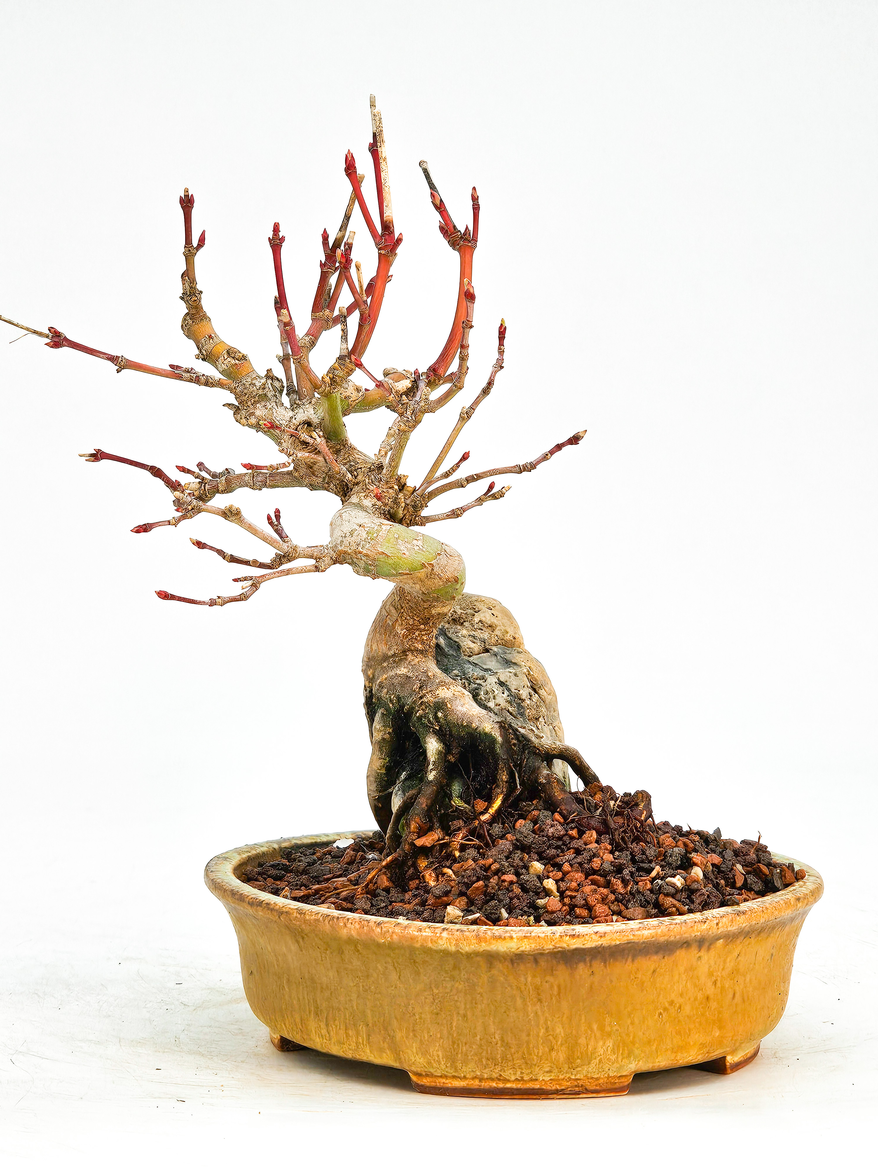 Bonsai Fächerahorn Acer Palmatum Shohin 14cm   