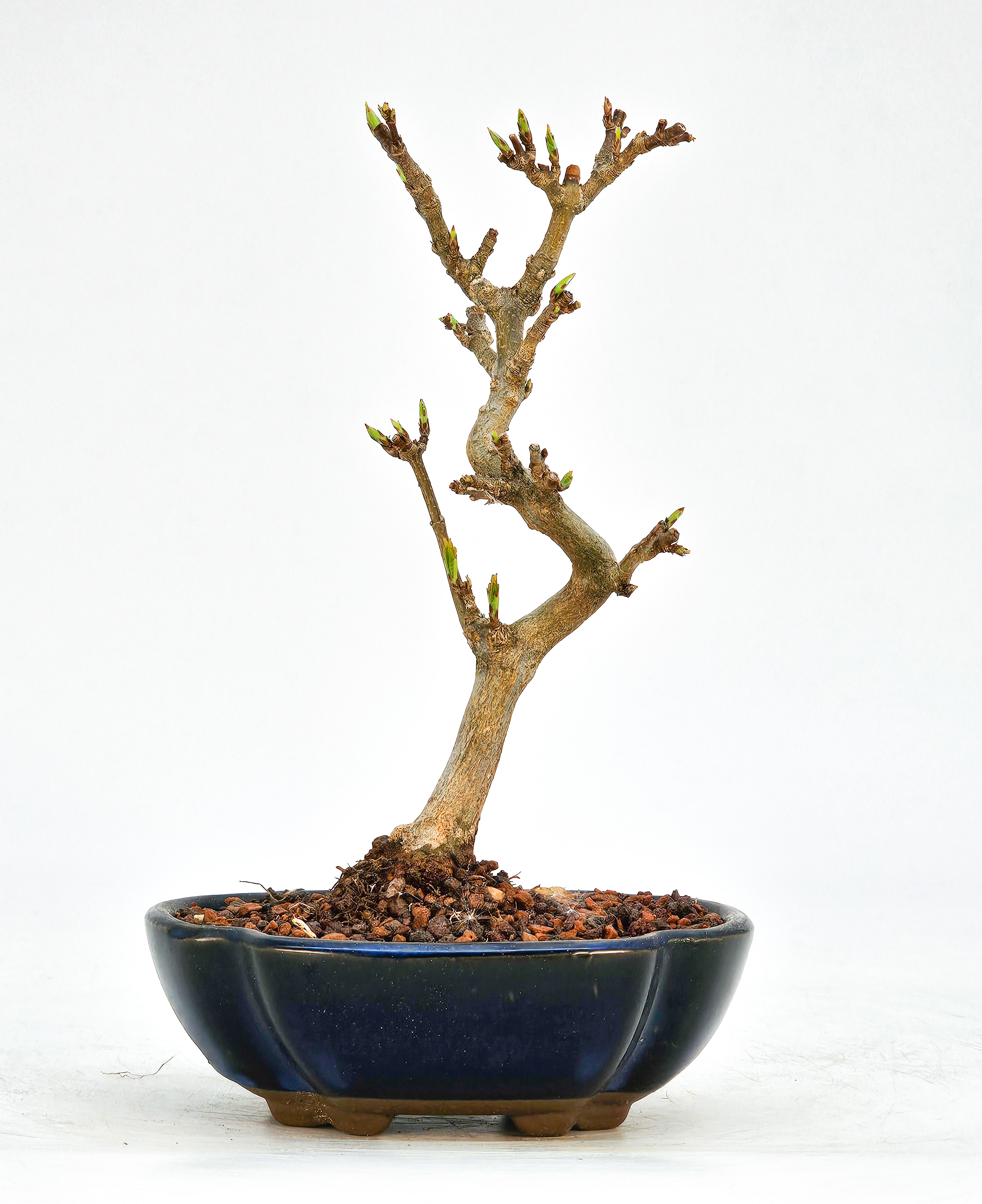 Bonsai Dreispitzahorn - Acer buergerianum Shohin 15cm 