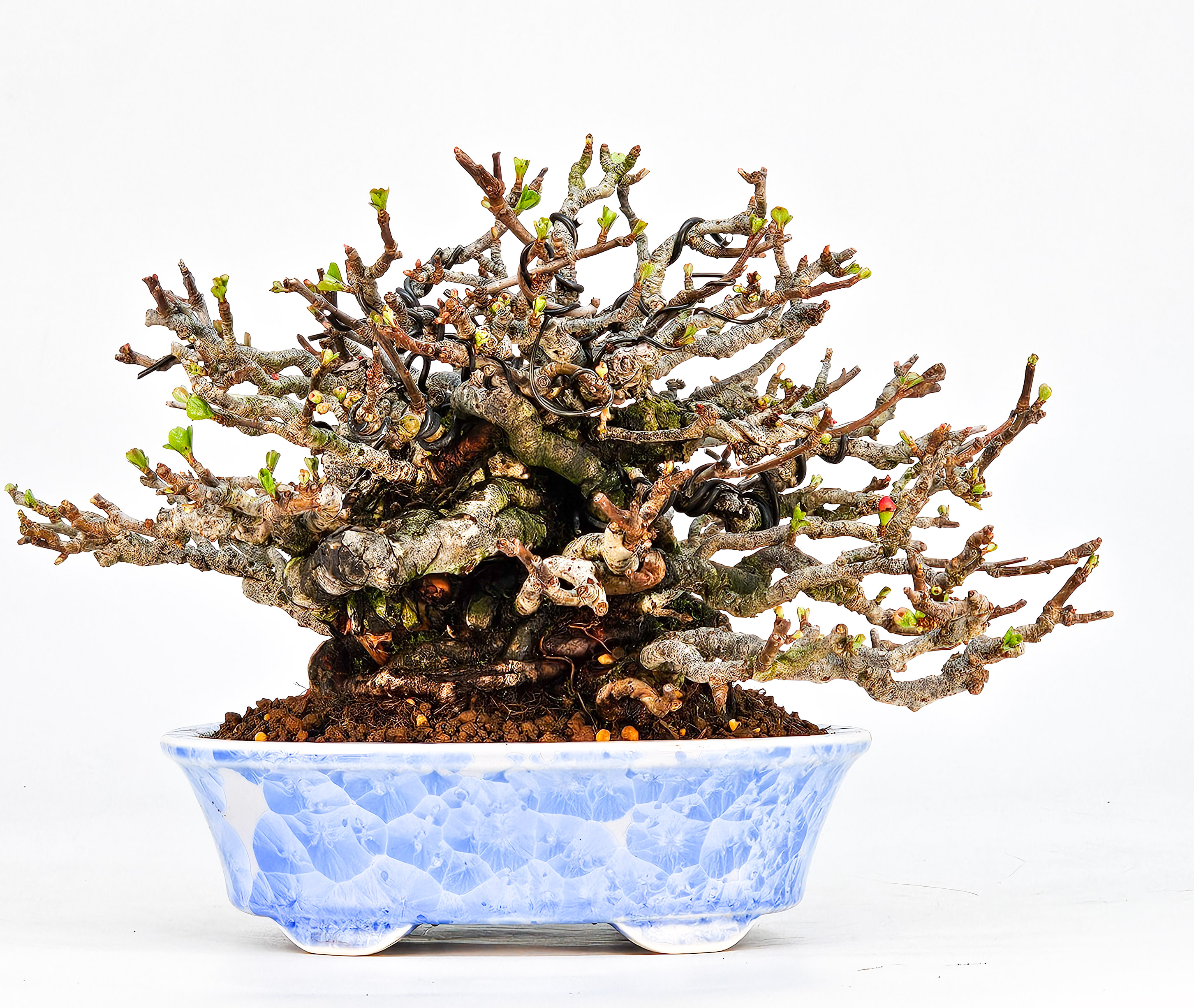 Bonsai Zierquitte - Chaenomeles - Chojubai Shohin 14cm Video!!