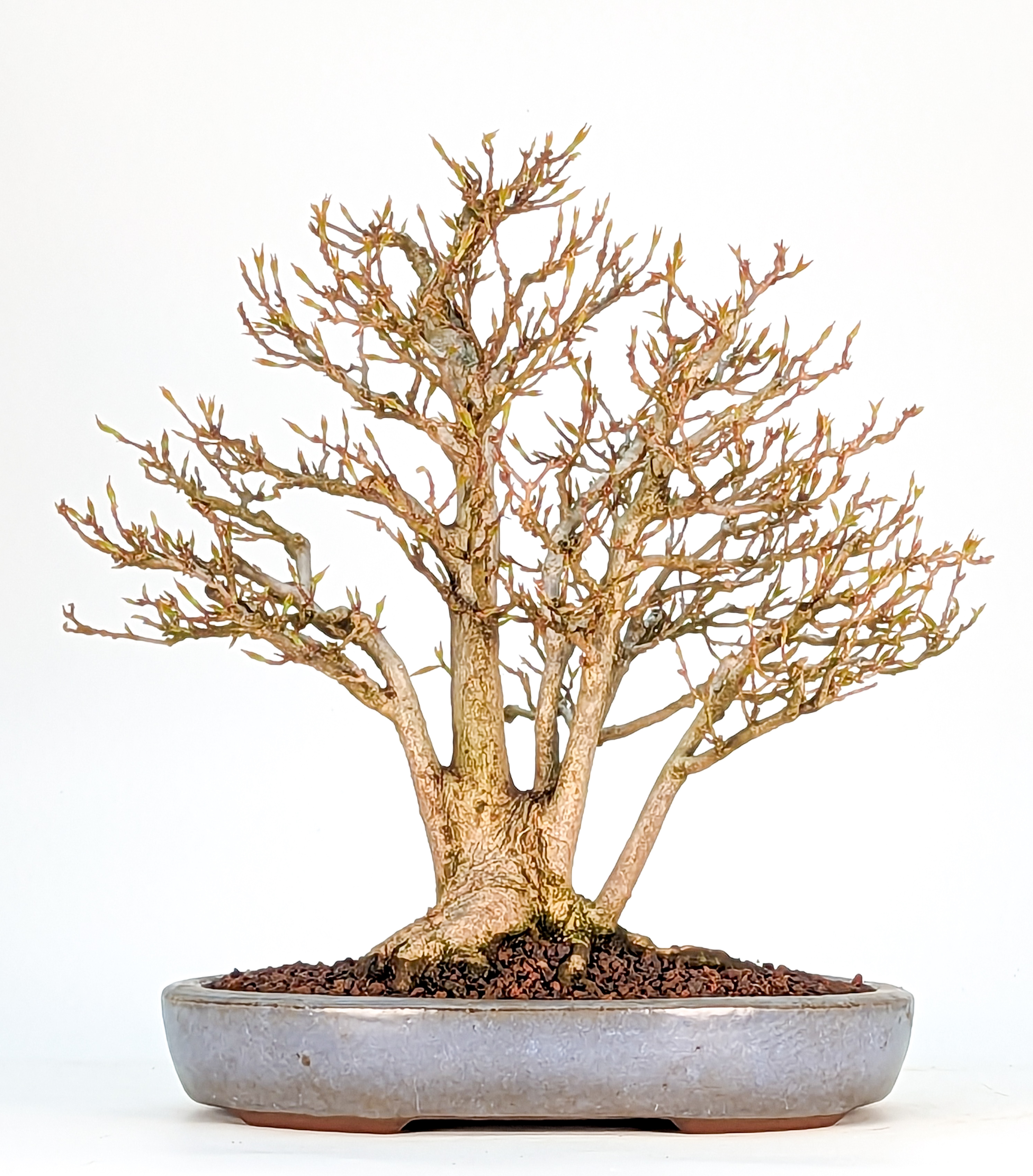 Bonsai Premium Dreispitzahorn - Acer buergerianum Shohin -Yorozu-en Shohin 23cm