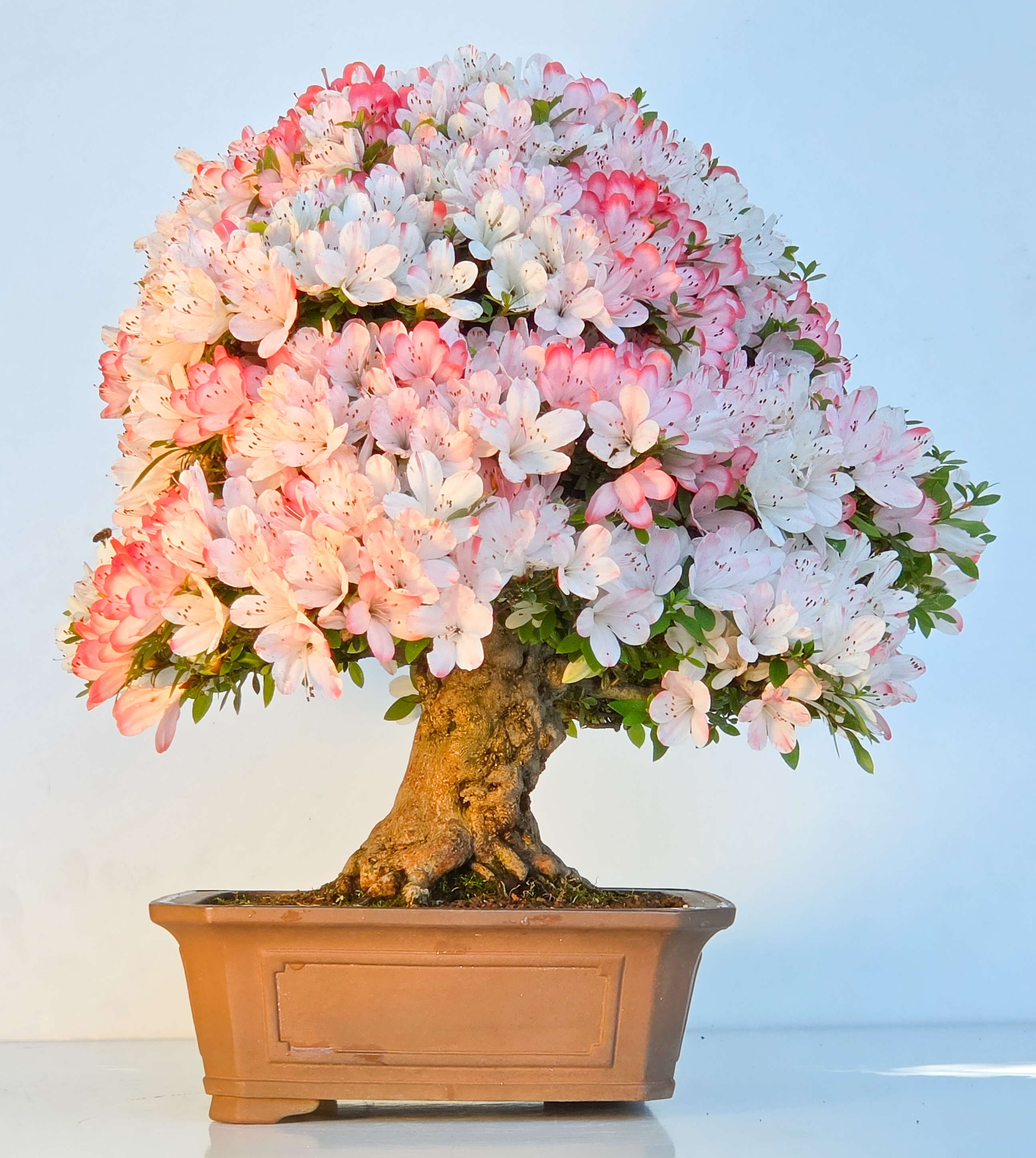 Bonsai Azalee Rhododendron indicum - Irodori 40cm