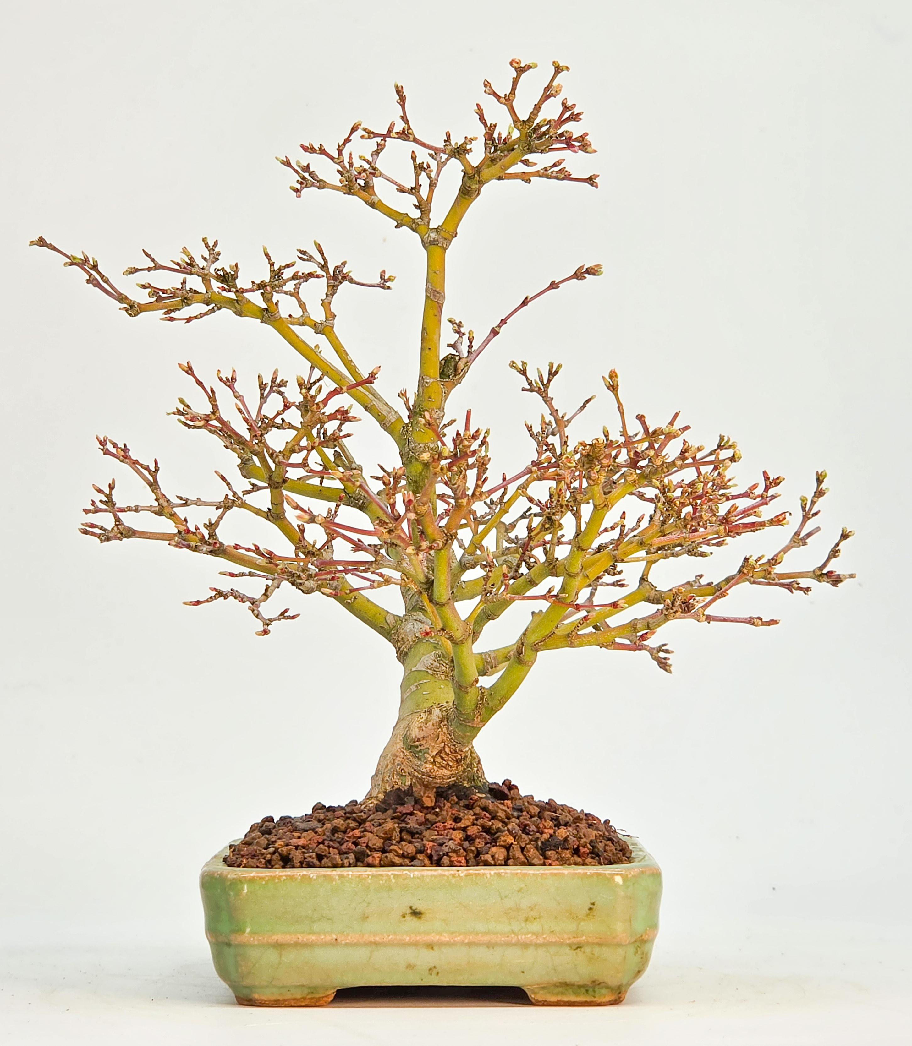 Bonsai Fächerahorn Zwergahorn – Acer palmatum Yukihime Shohin 20cm Video!!