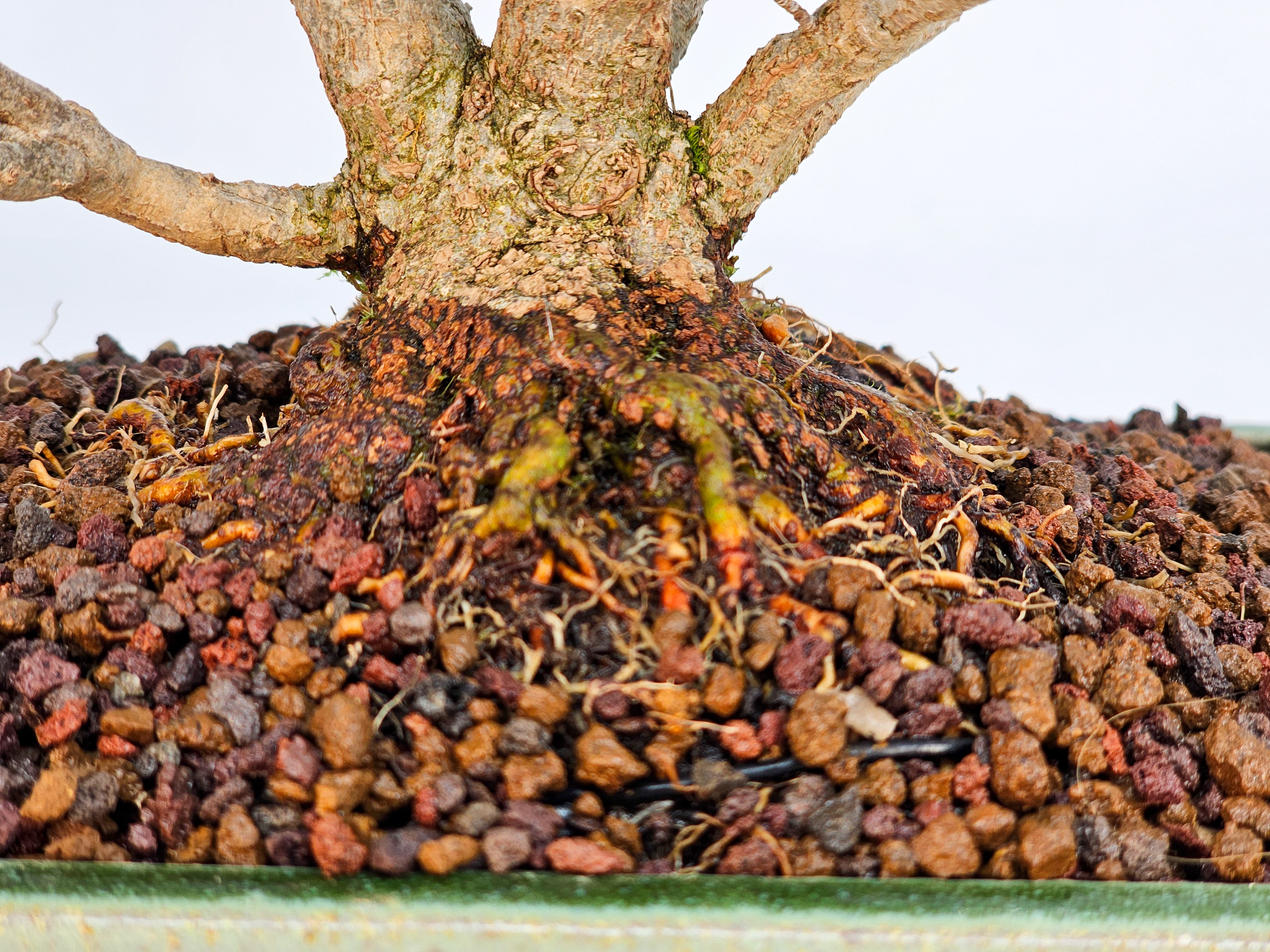 Bonsai Premium Dreispitzahorn - Acer buergerianum Shohin 15cm Video!!