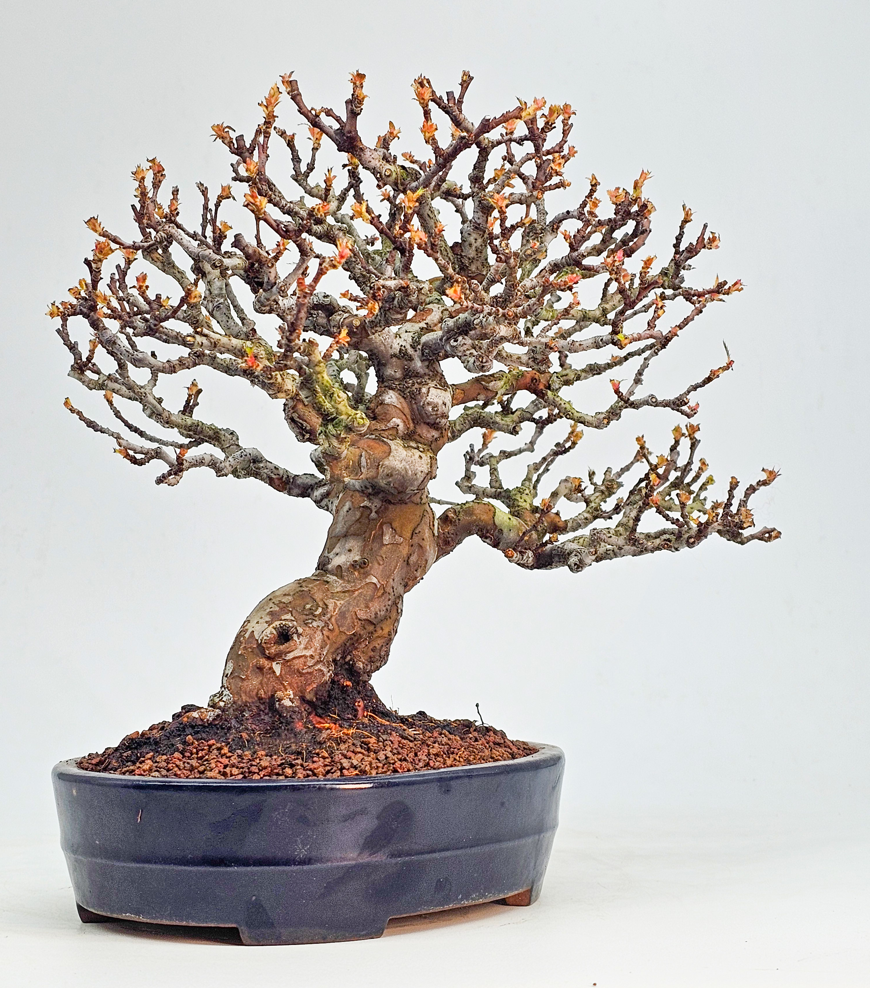 Bonsai Premium Quitte - Pseudocydonia sinensis Shohin 22cm 