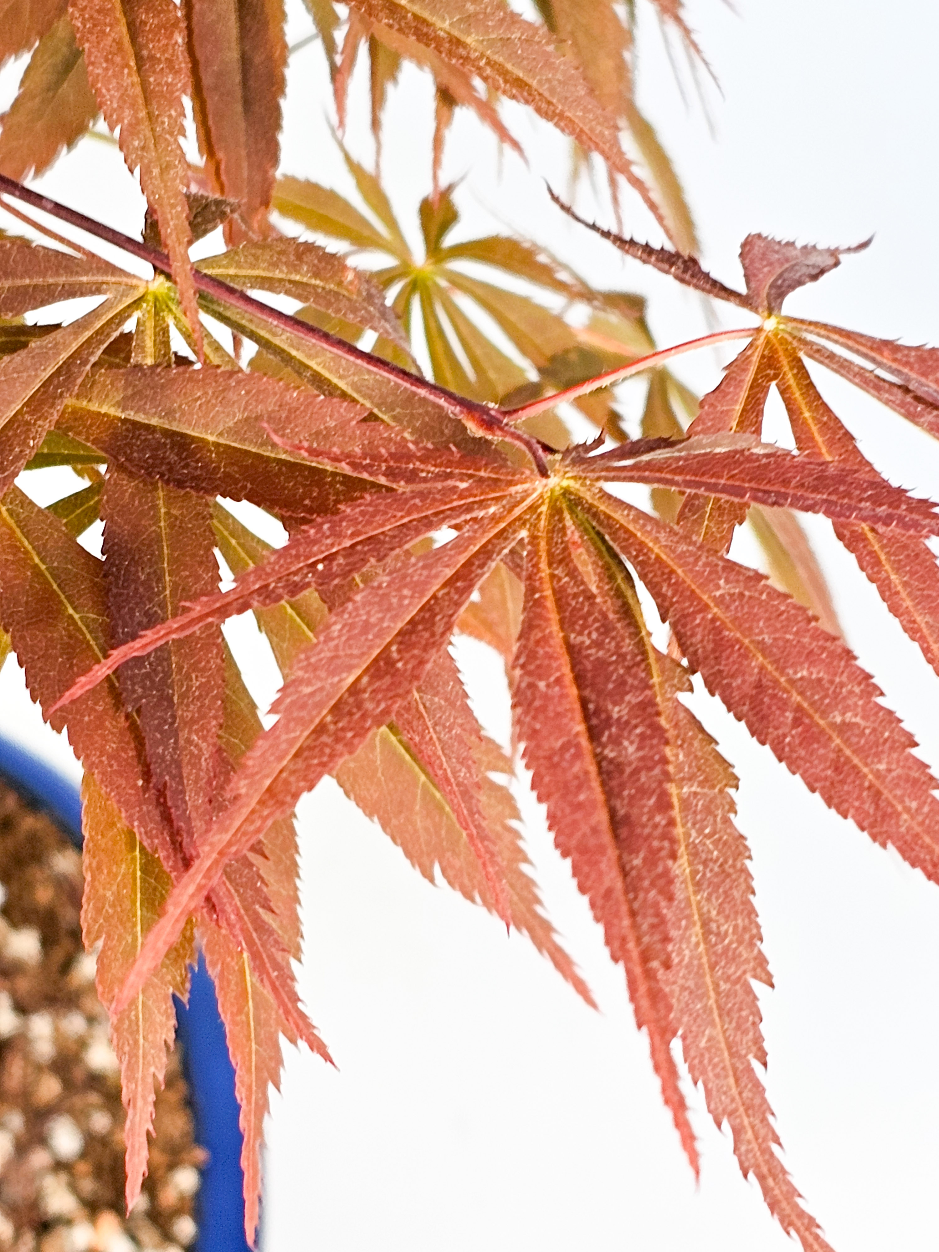 Bonsai Fächerahorn - Acer palmatum Tsuma beni 48cm
