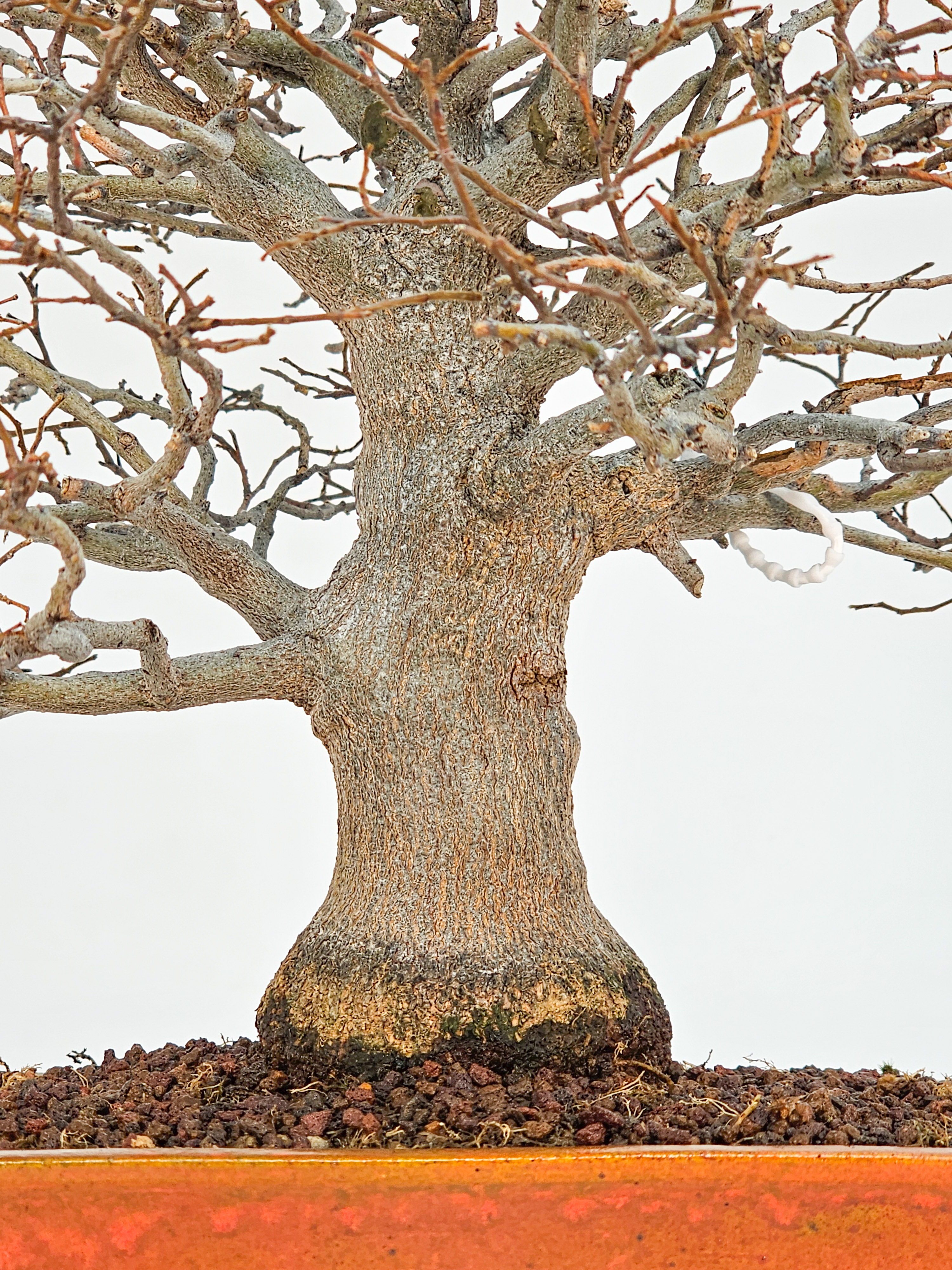 Bonsai Premium Zürgelbaum - Celtis sinensis Shohin 21cm