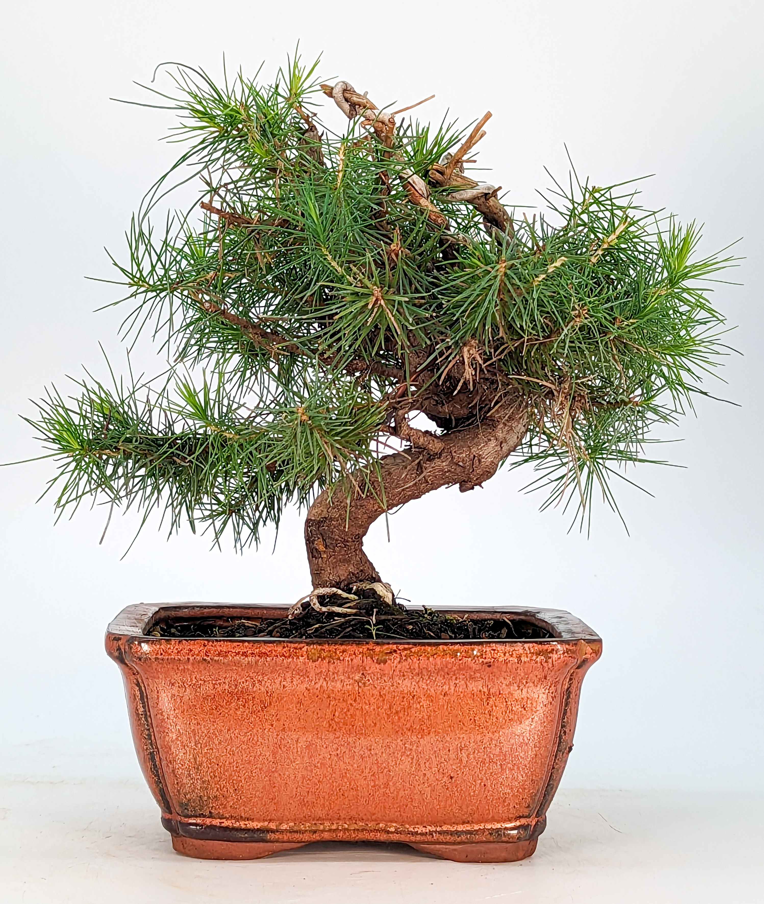 Bonsai Pinus halepensis Aleppo-Kiefer Shohin 18cm 