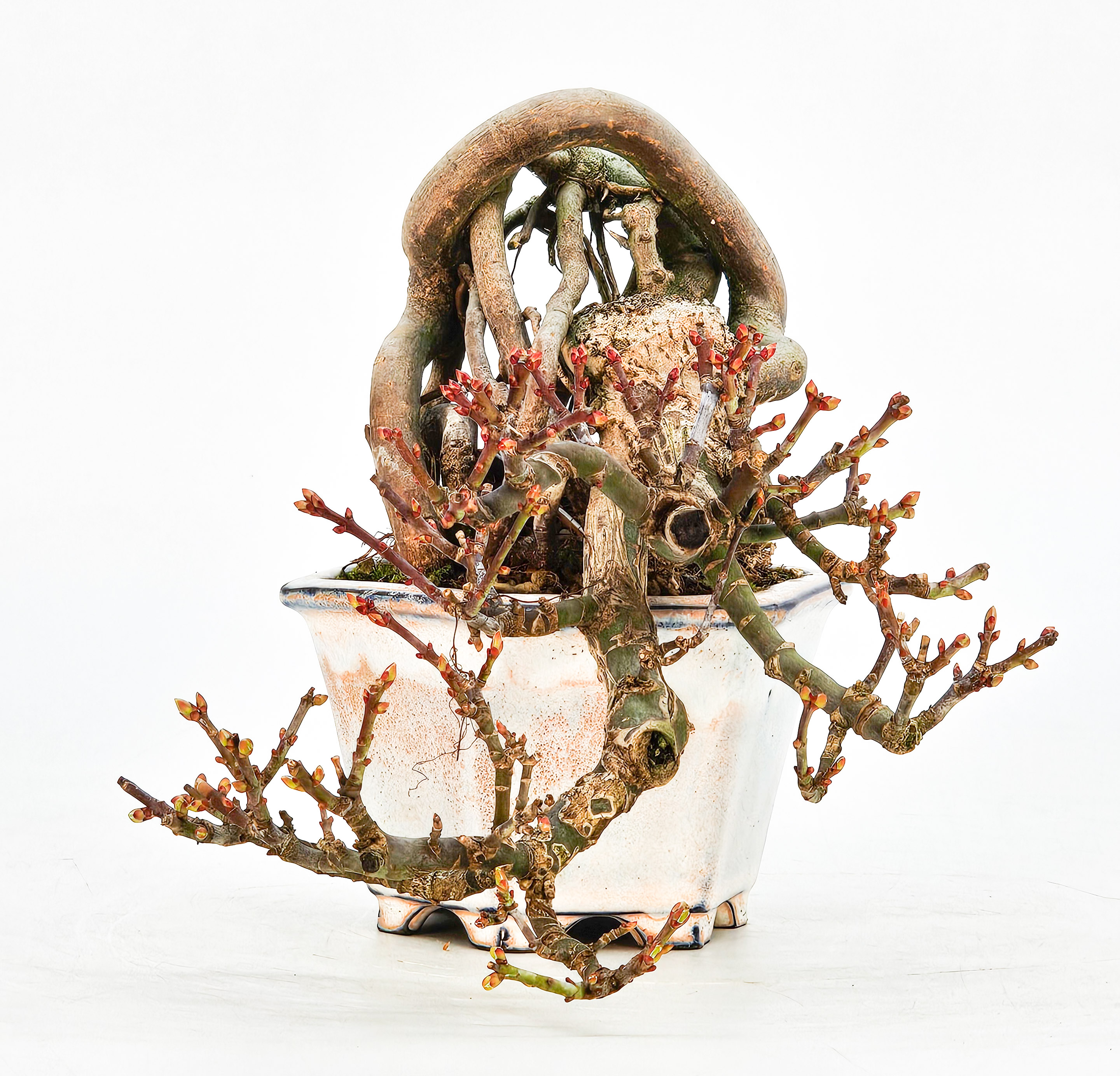 Bonsai Löwenkopfahorn- Acer palmatum Shishigashira Shohin 16cm Video!!
