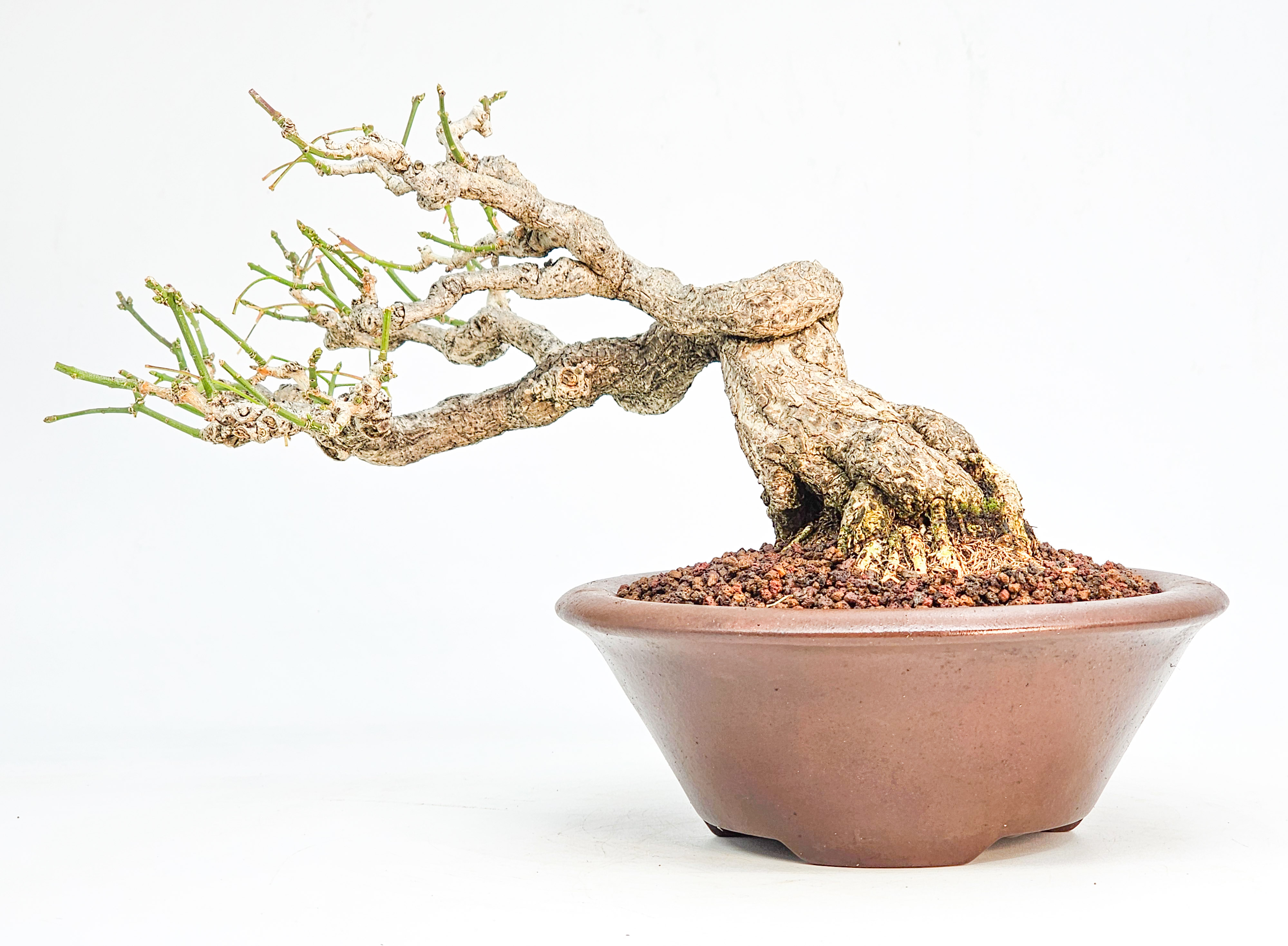  Bonsai Pfaffenhütchen - Euonymus Shohin 14cm
