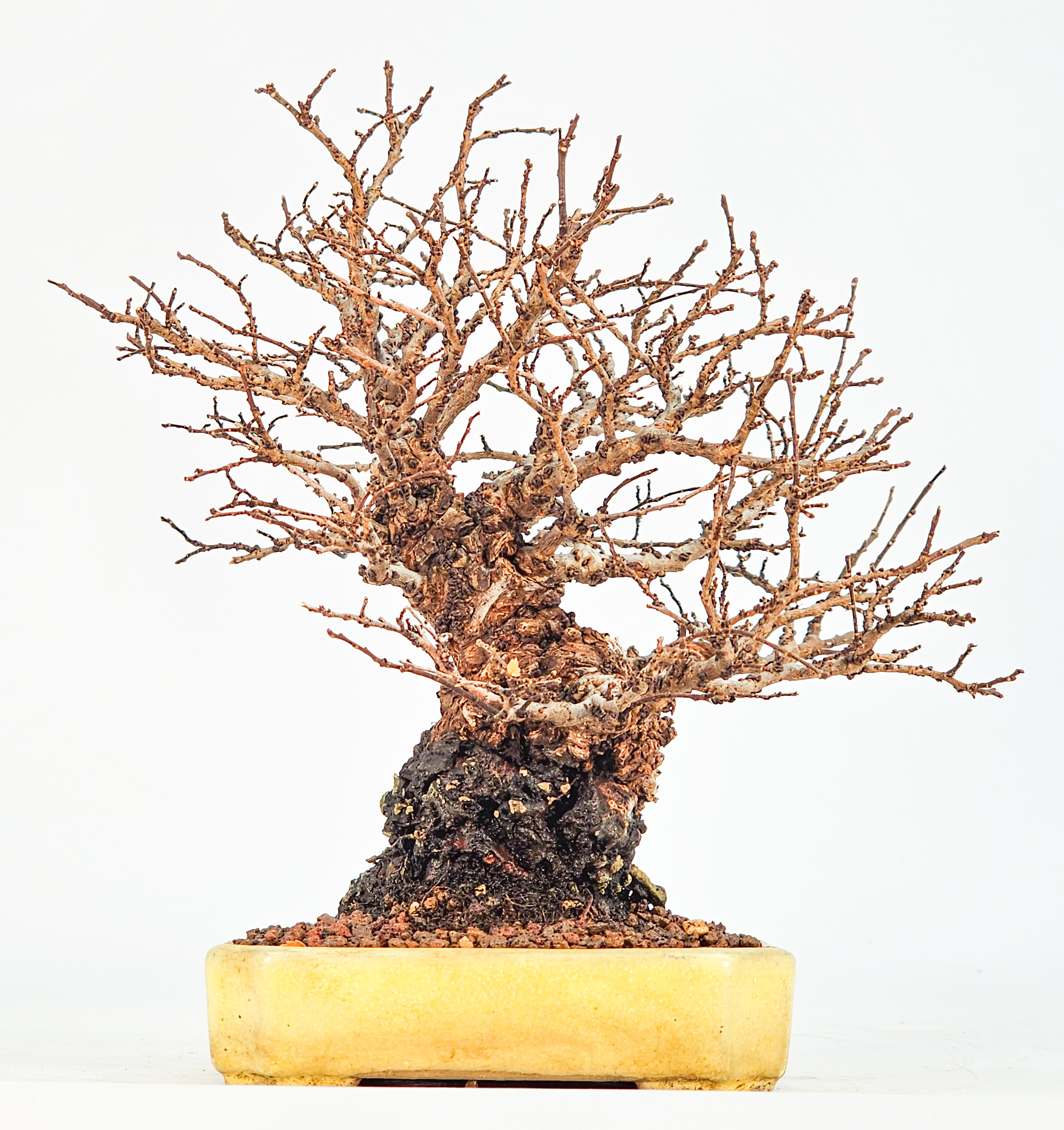 Bonsai Japanische Ulme - Ulmus parvifolia Shohin 17cm
