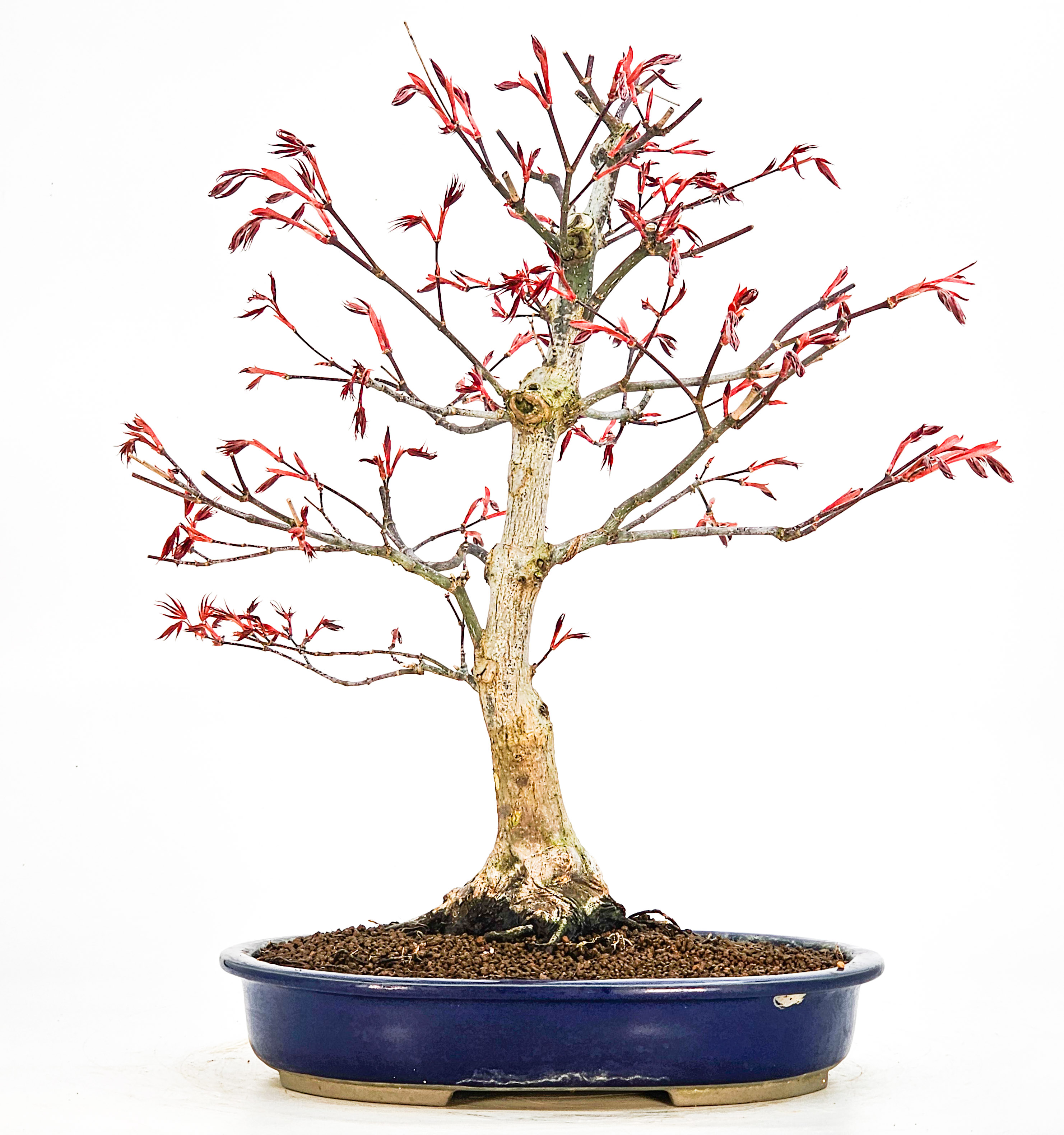 Bonsai Fächerahorn - Acer palmatum Atropurpureum 39cm Bonsai Fächerahorn - Acer palmatum Atropurpureum 39cm