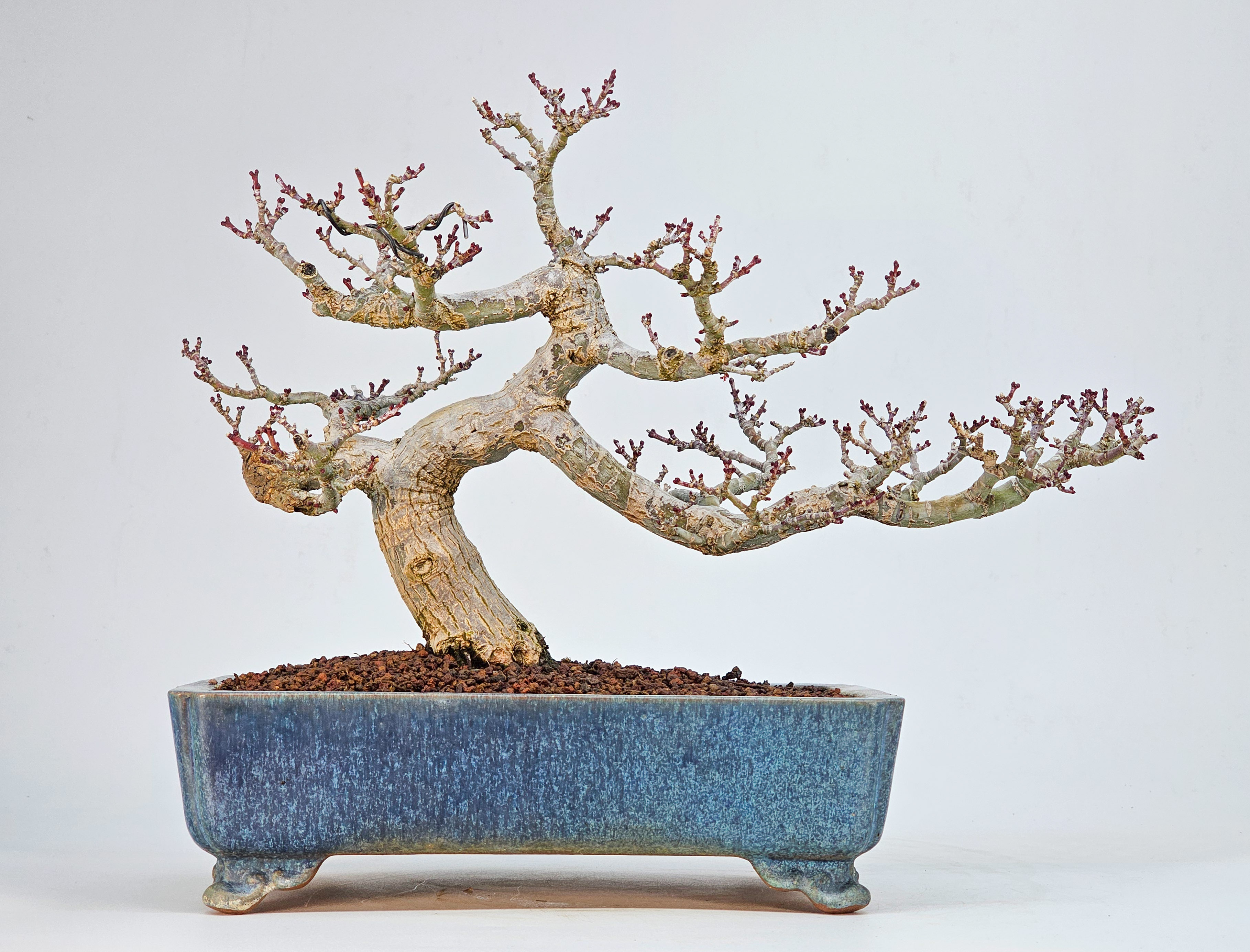 Bonsai Premium Löwenkopfahorn- Acer palmatum Shishigashira Shohin 21cm