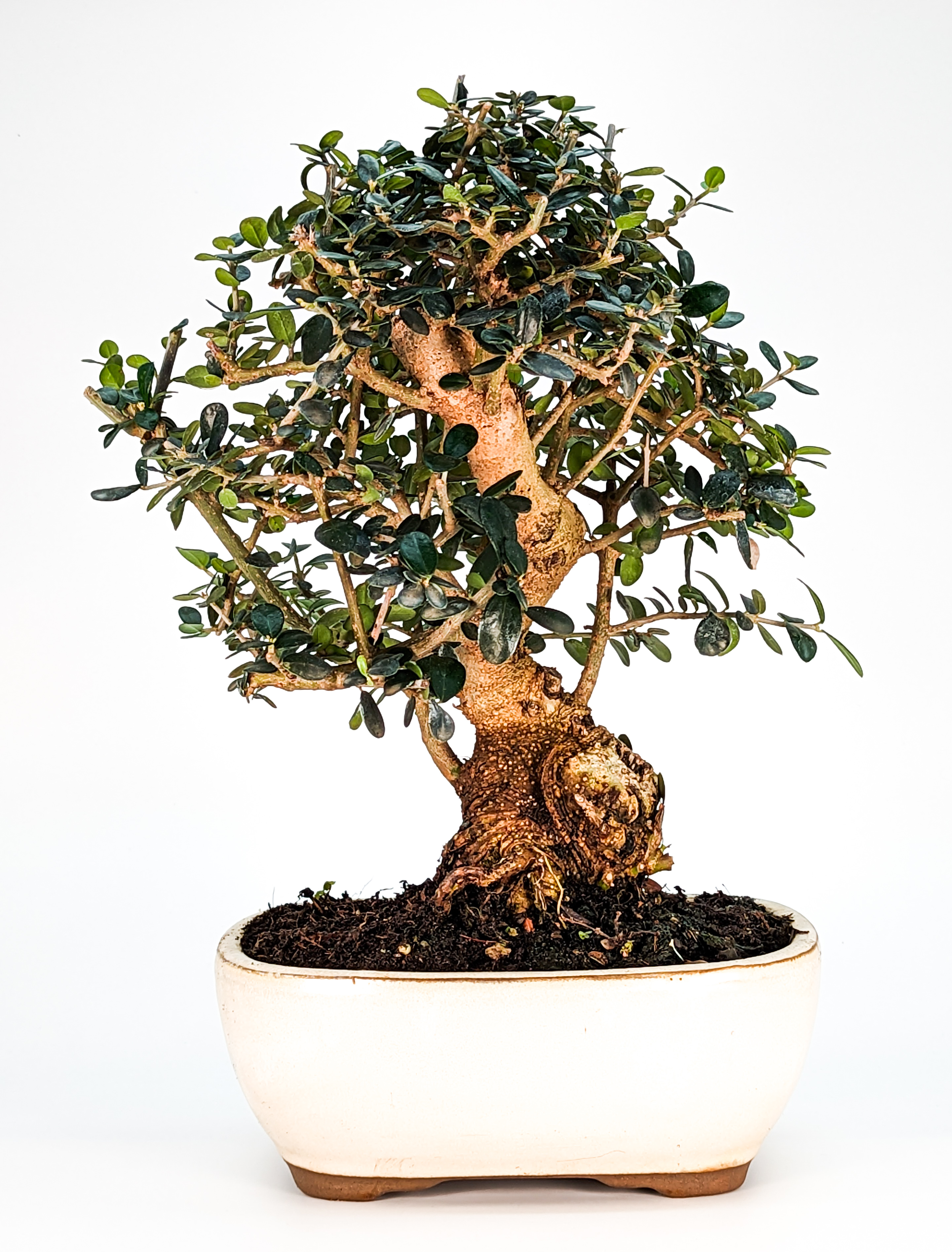 Bonsai Wild-Olive Olea europea sylvestris 30cm