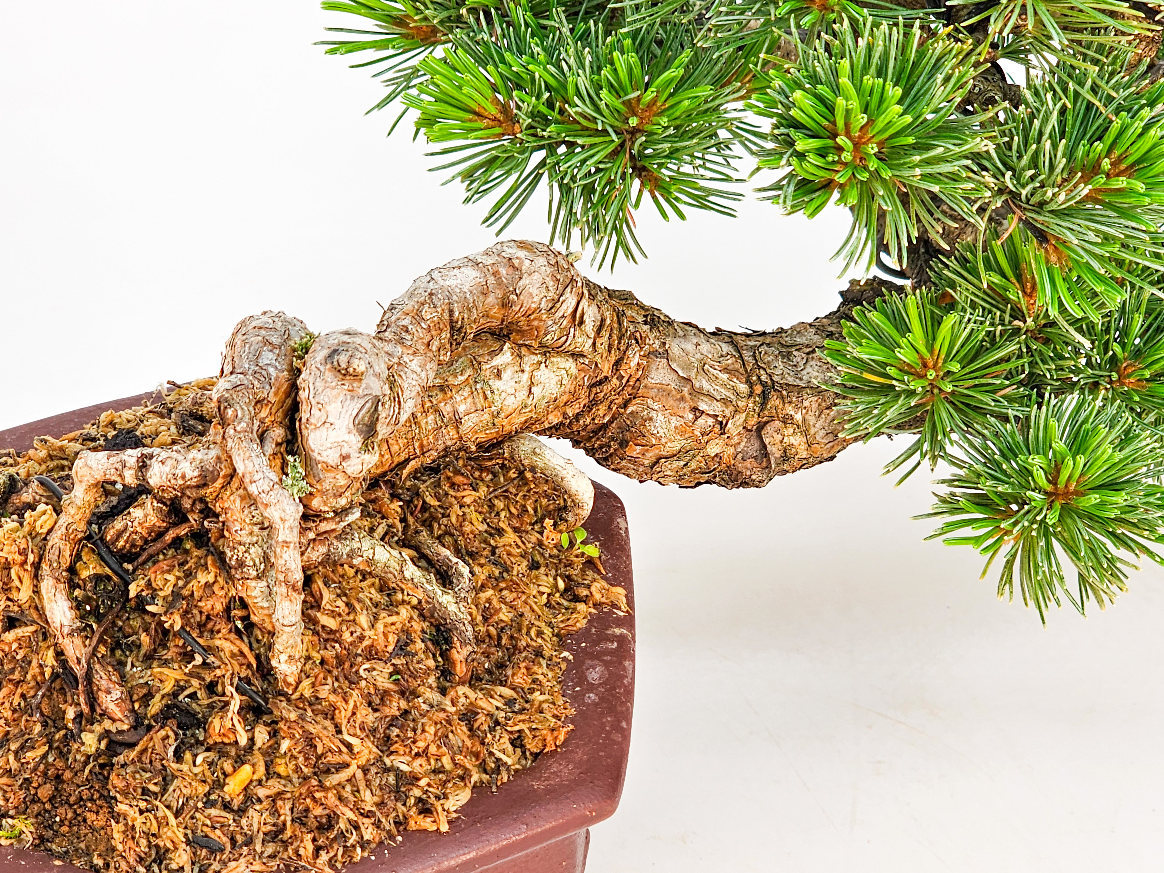 Bonsai Pinus parviflora - Mädchenkiefer Shohin Halbkaskade Han-kengai 16cm