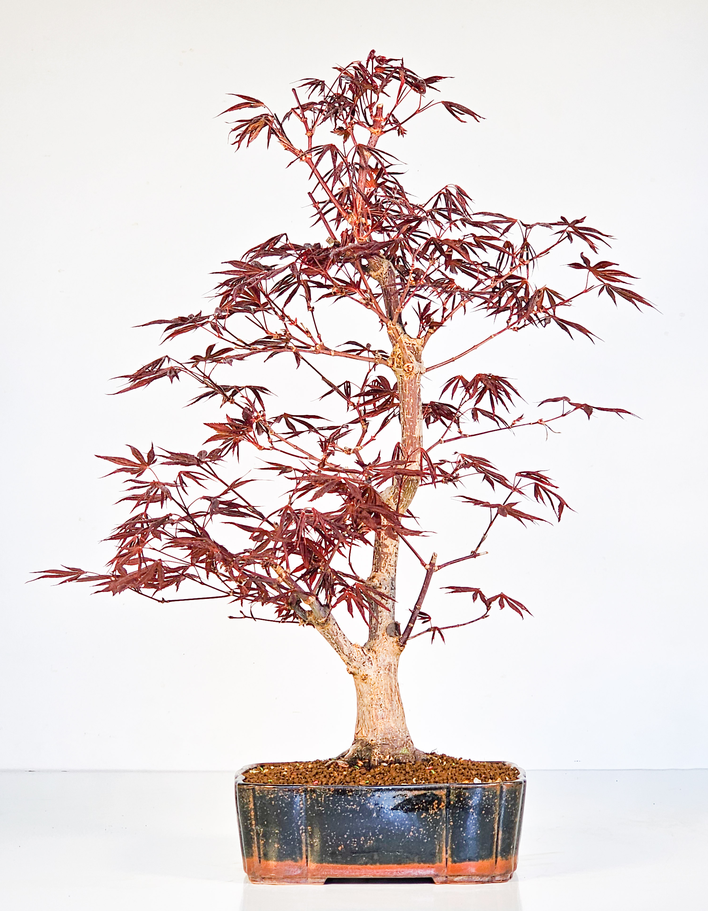 Bonsai Fächerahorn - Acer palmatum Shojo-nomura 48cm