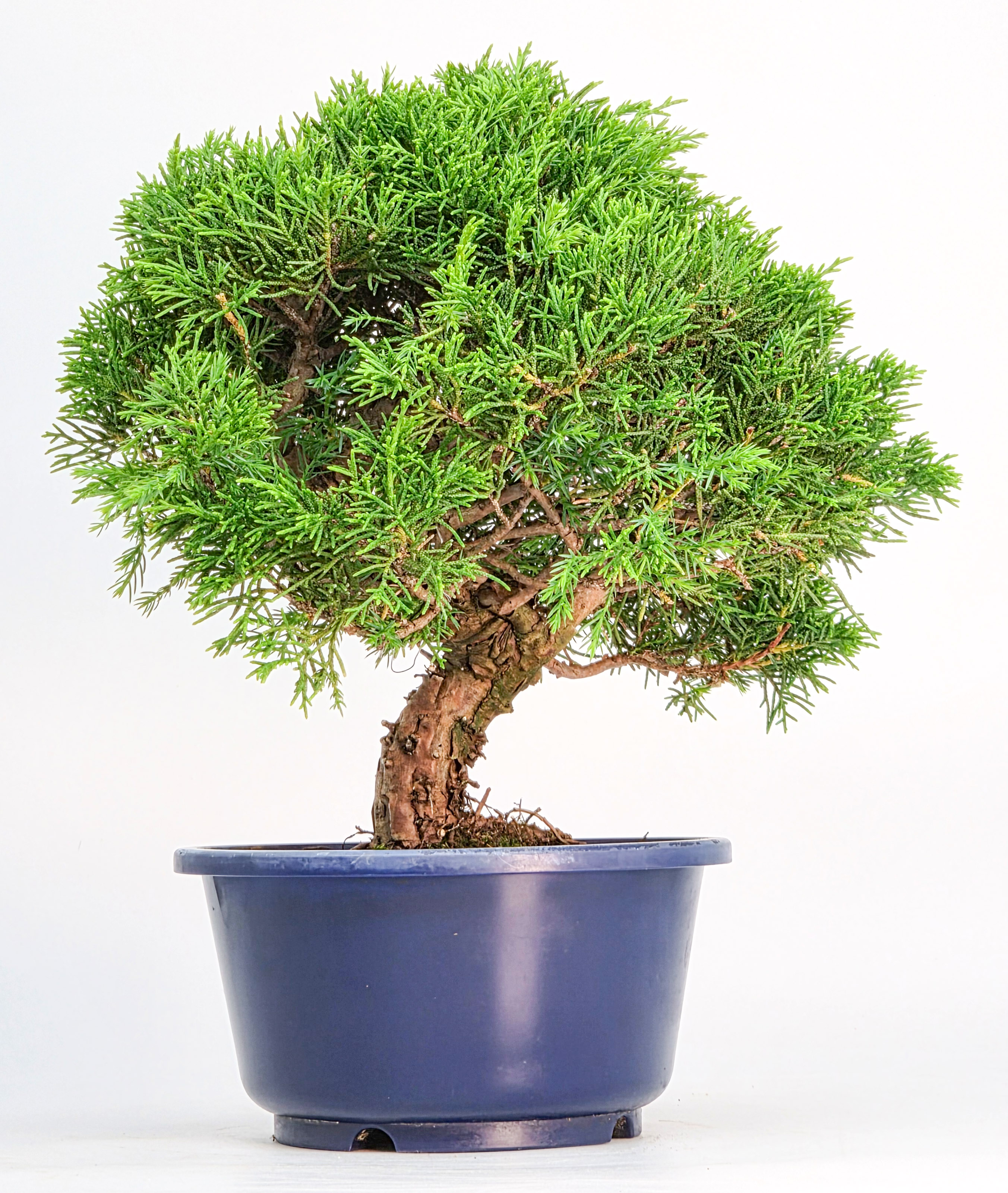 Bonsai Wacholder Juniperus chinensis shimpaku Shohin 21cm