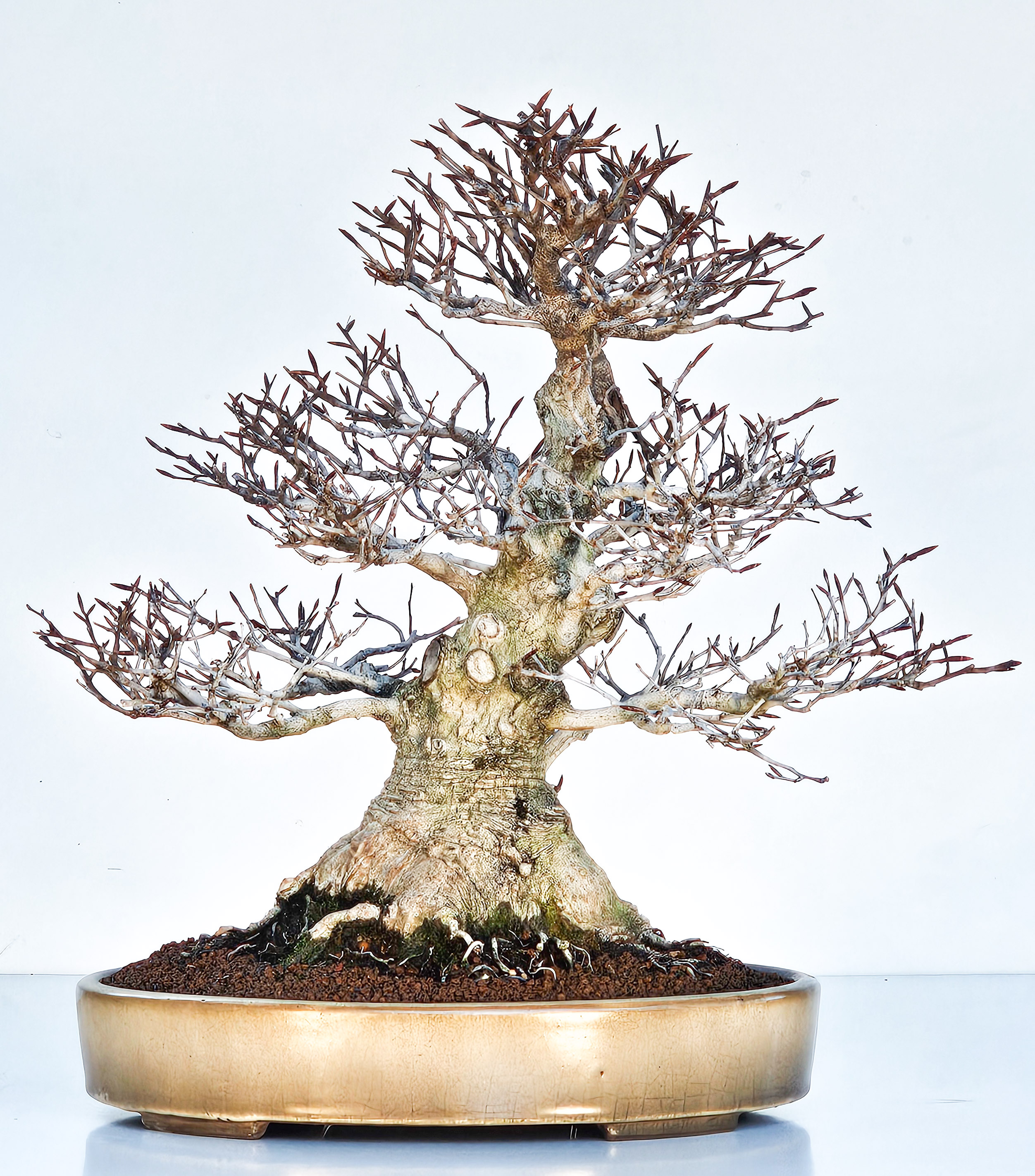 Bonsai Premium Kerbbuche Fagus Crenata - Yorozu-en 33cm