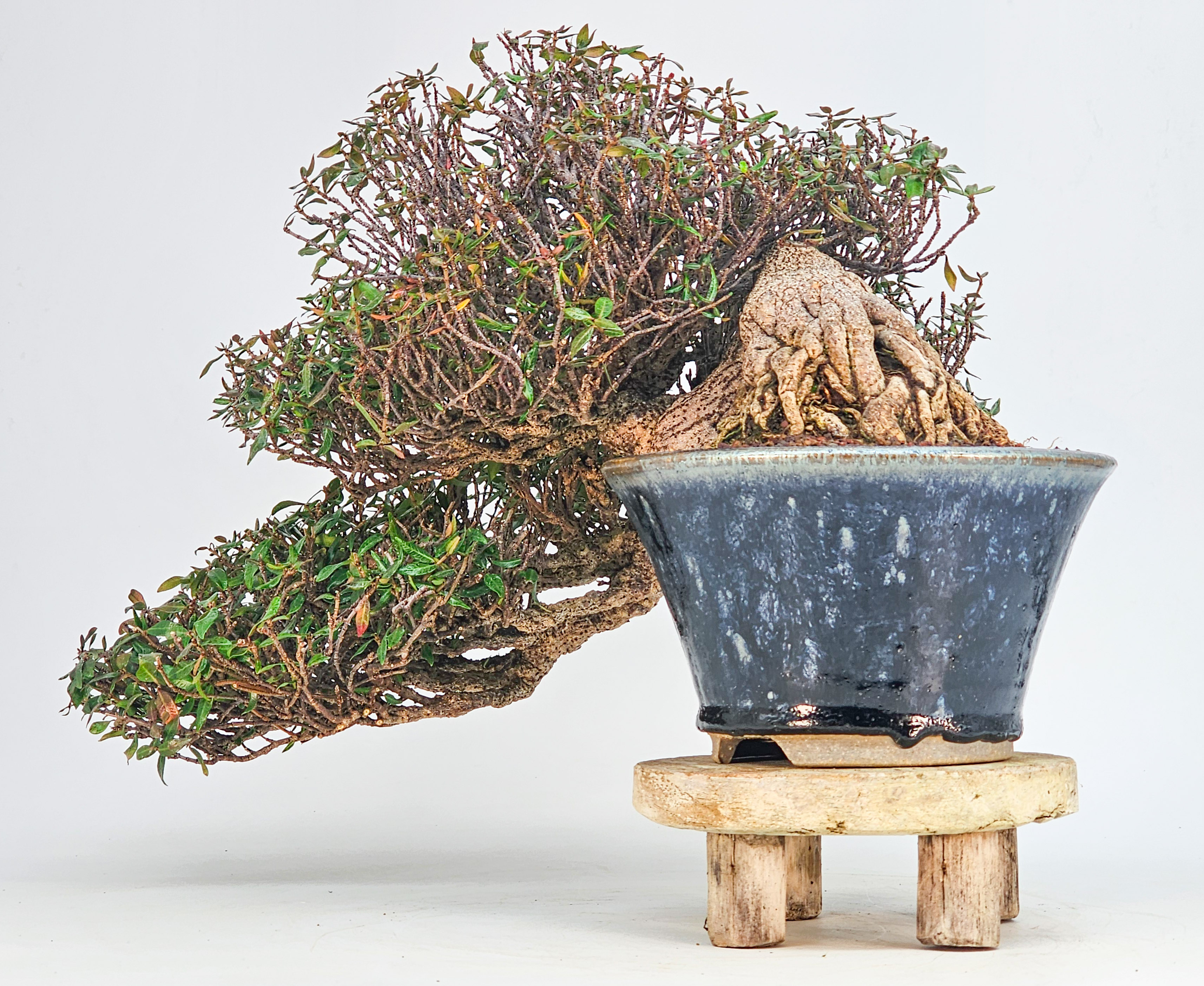 Bonsai Premium Sternjasmin - Trachelospermum asiaticum 25cm
