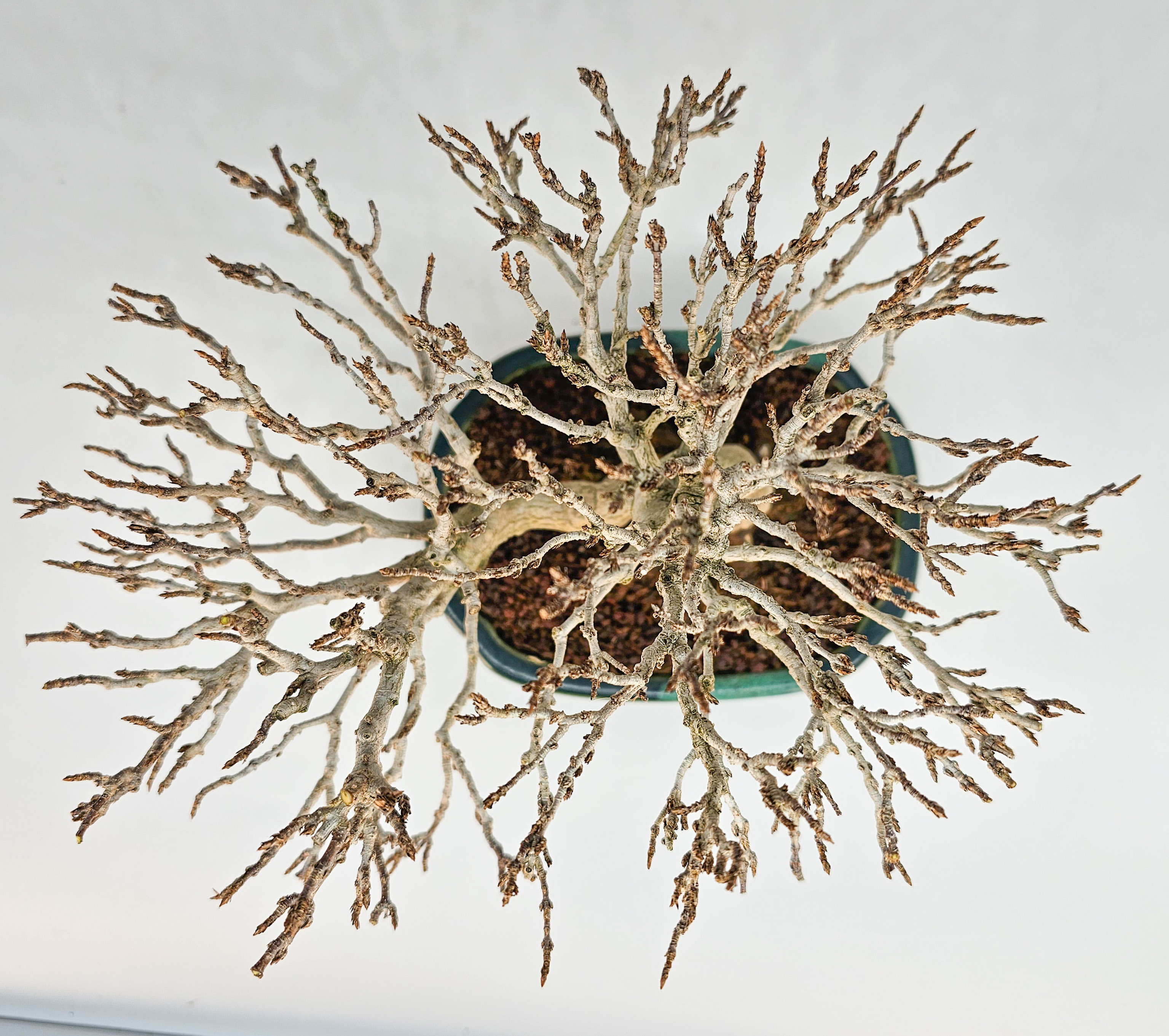 Bonsai Dreispitzahorn - Acer buergerianum Shohin 18cm