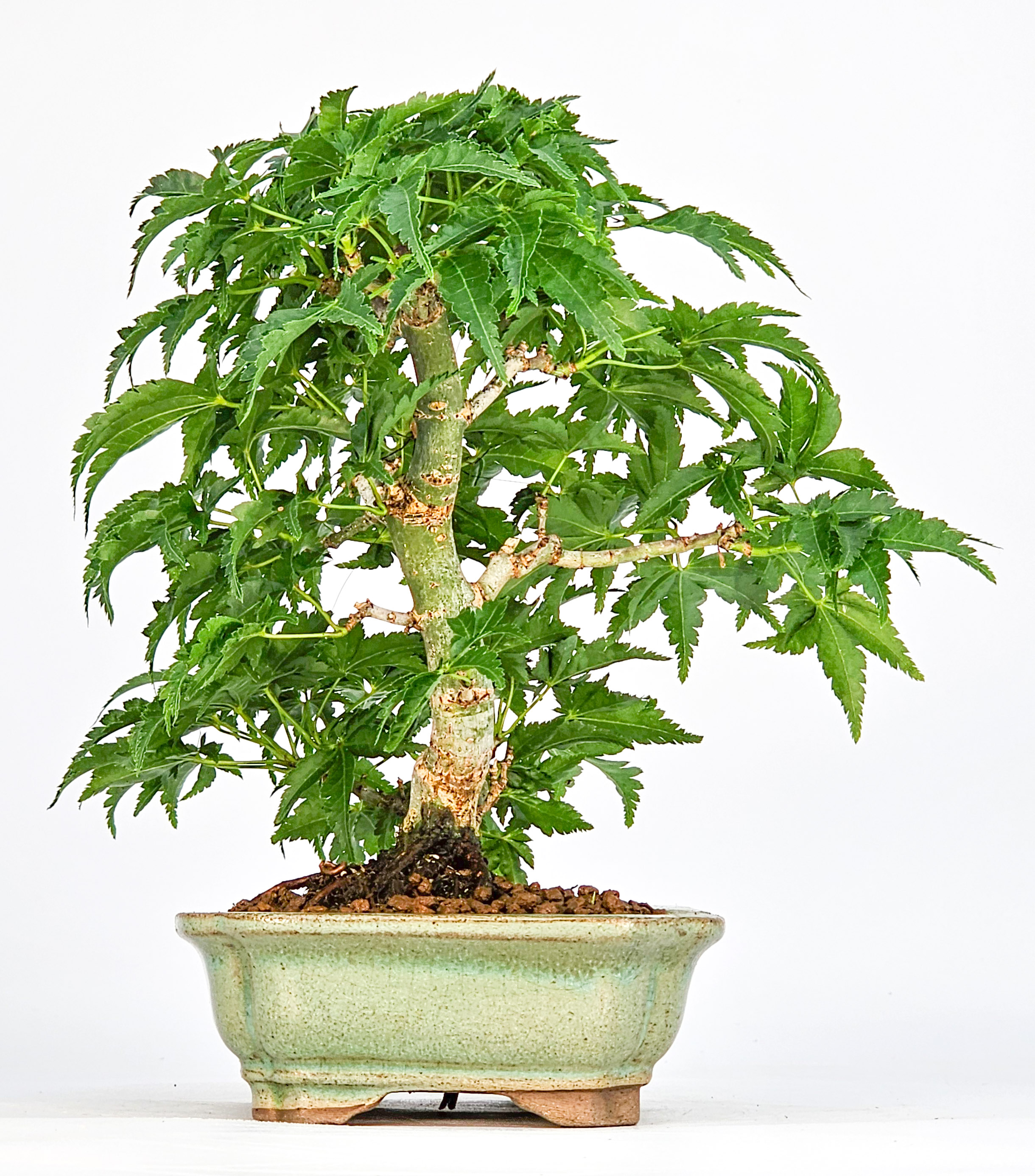 Bonsai Löwenkopfahorn- Acer palmatum Shishigashira Shohin 14cm