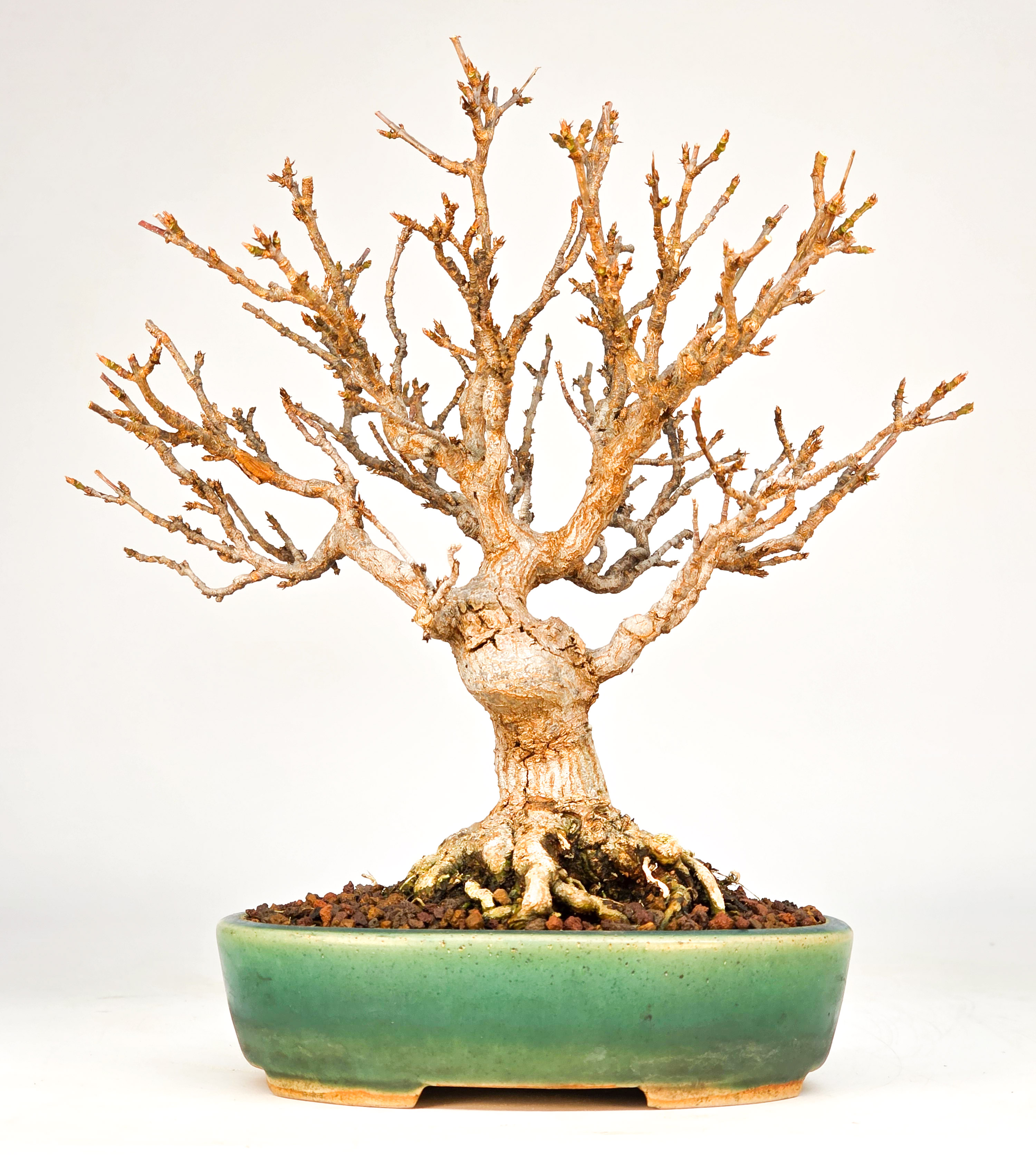 Bonsai Dreispitzahorn - Acer buergerianum 17cm