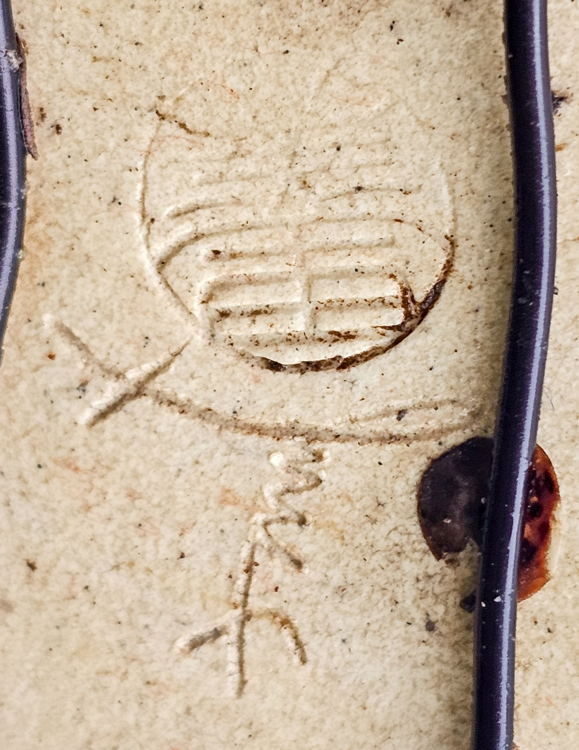 Bonsai Zelkova serrata Shohin 20cm