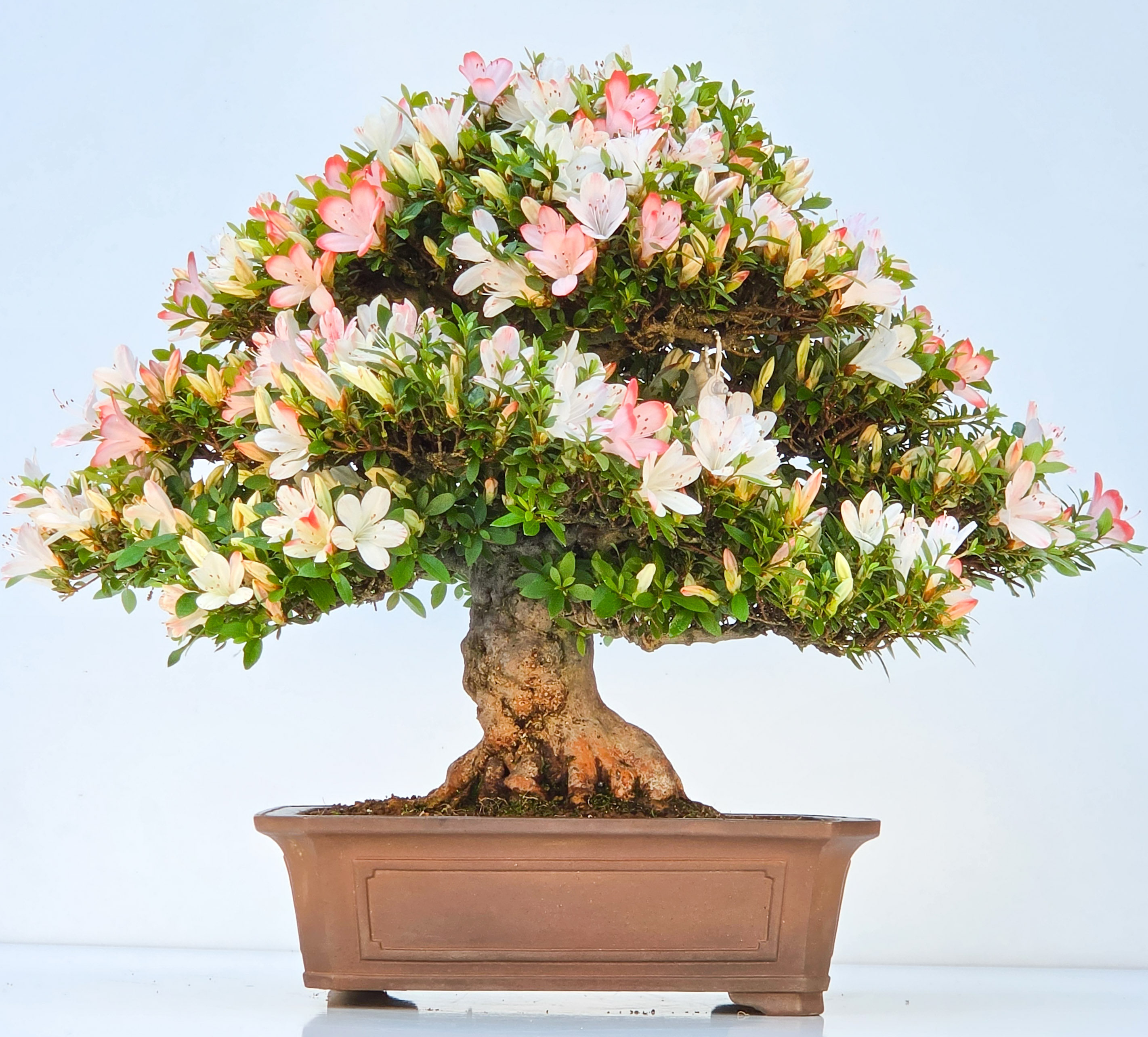 Bonsai Azalee Rhododendron indicum - Irodori 40cm