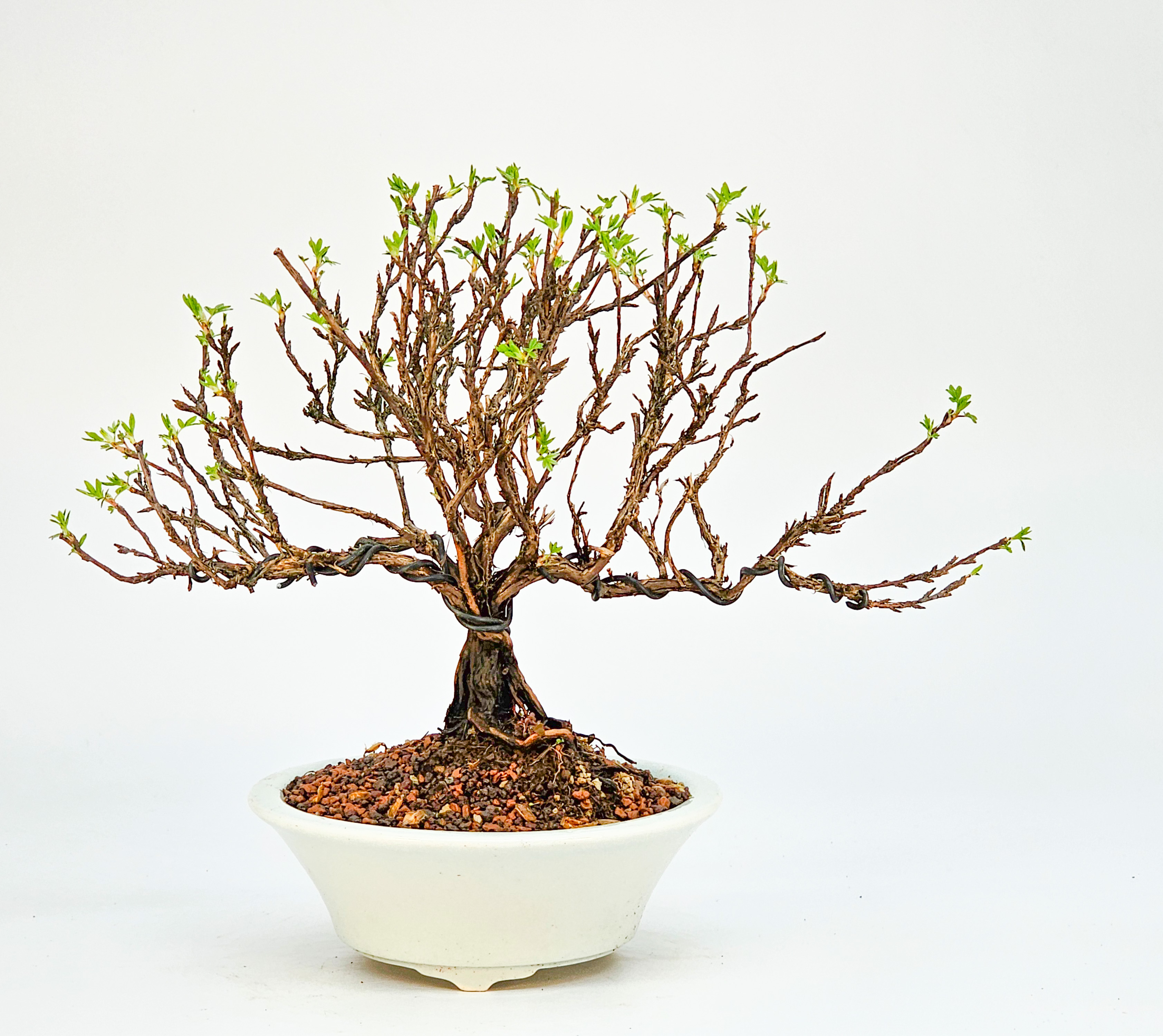 Bonsai Potentilla fruticosa - Fingerstrauch Shohin 19cm   