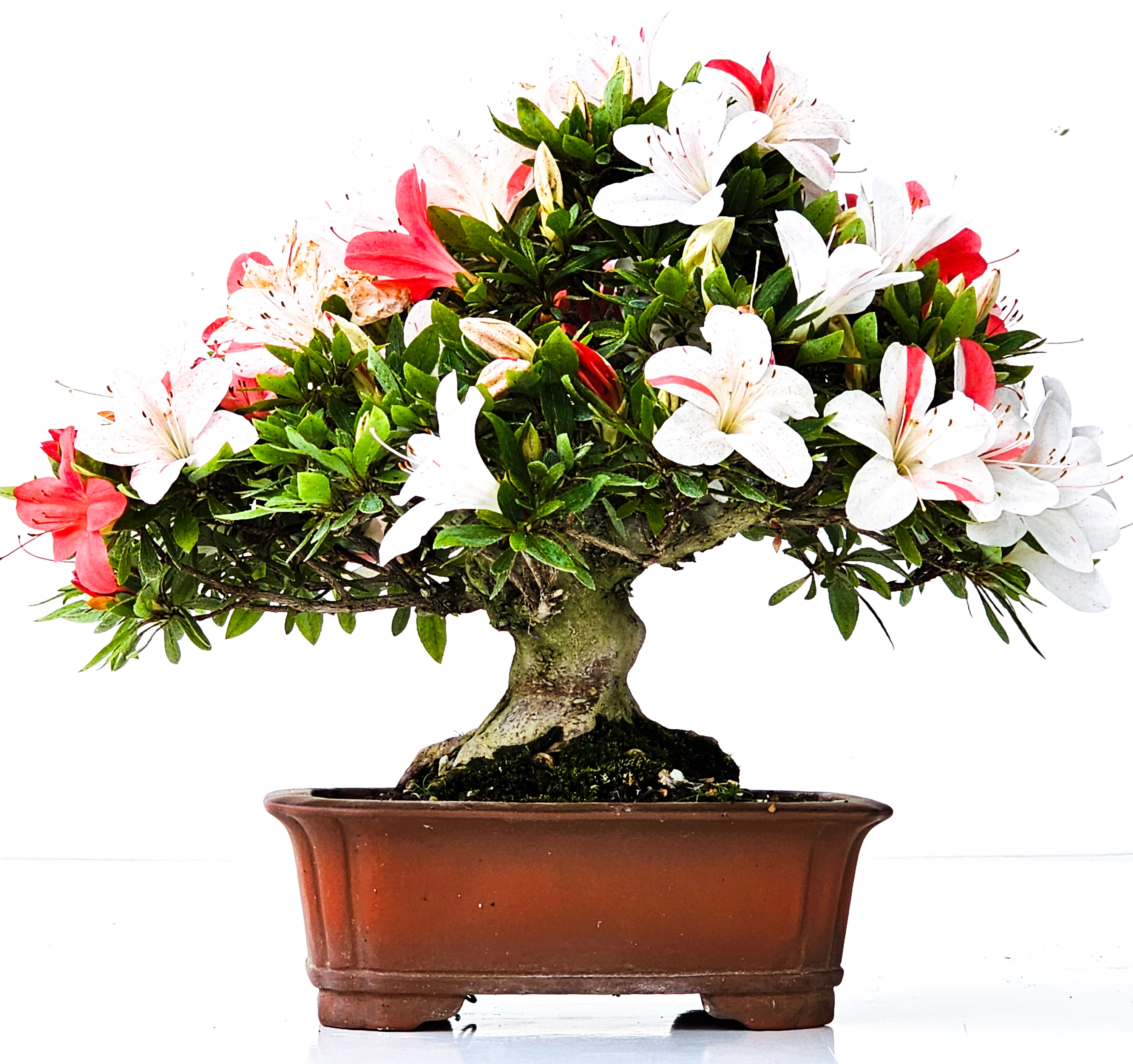 Bonsai Azalee Rhododendron indicum Shohin 19 cm Bonsai Azalee Rhododendron indicum Shohin 19 cm