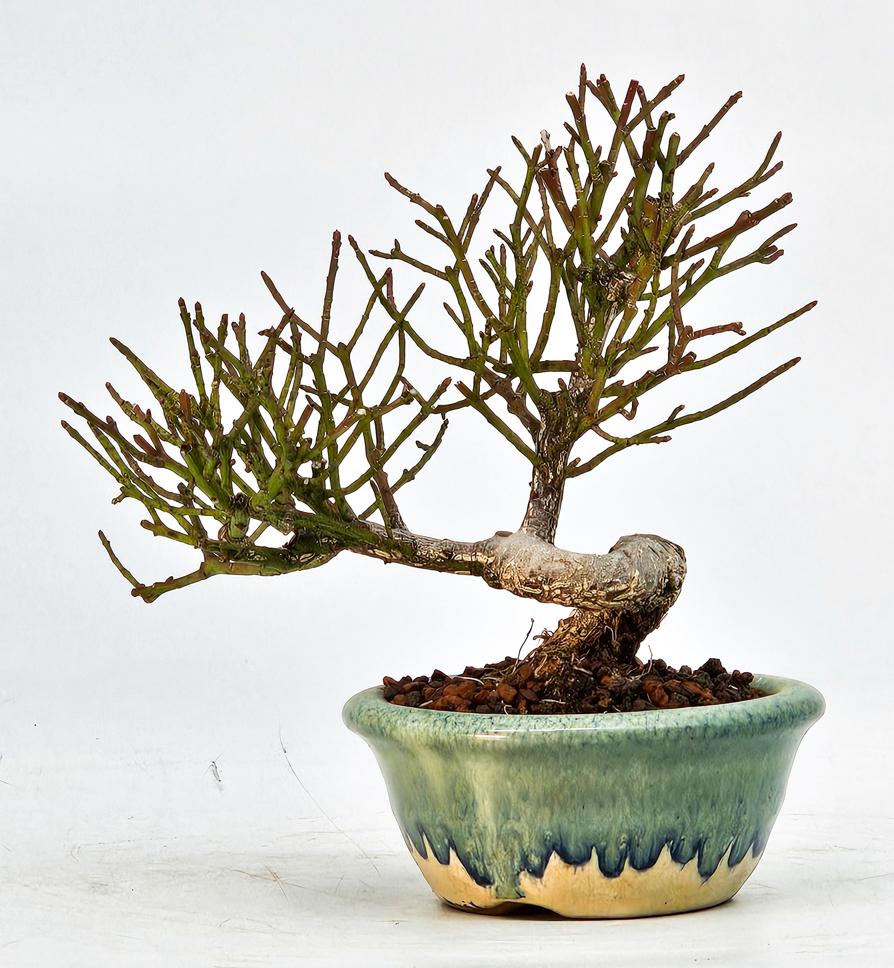  Bonsai Pfaffenhütchen - Euonymus Shohin 11,5cm