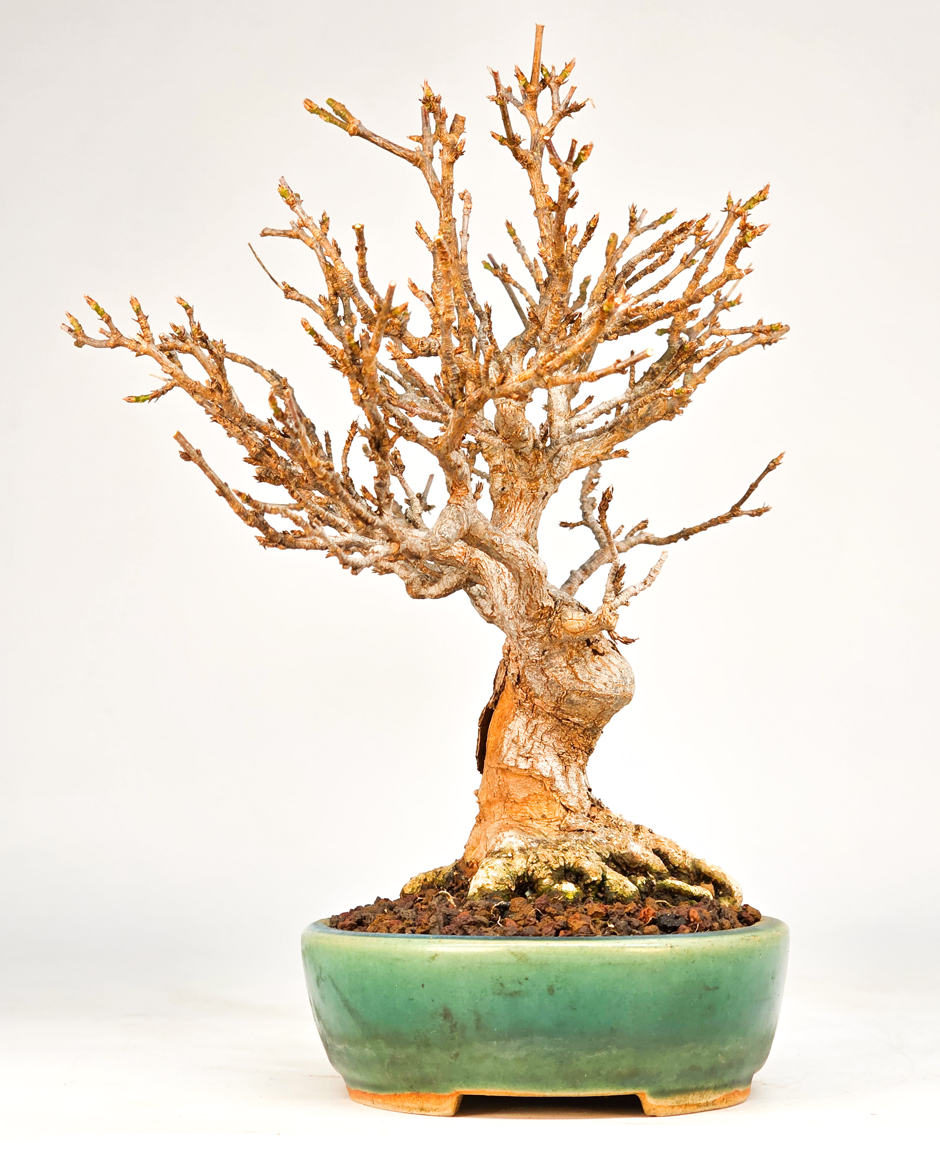 Bonsai Dreispitzahorn - Acer buergerianum 17cm