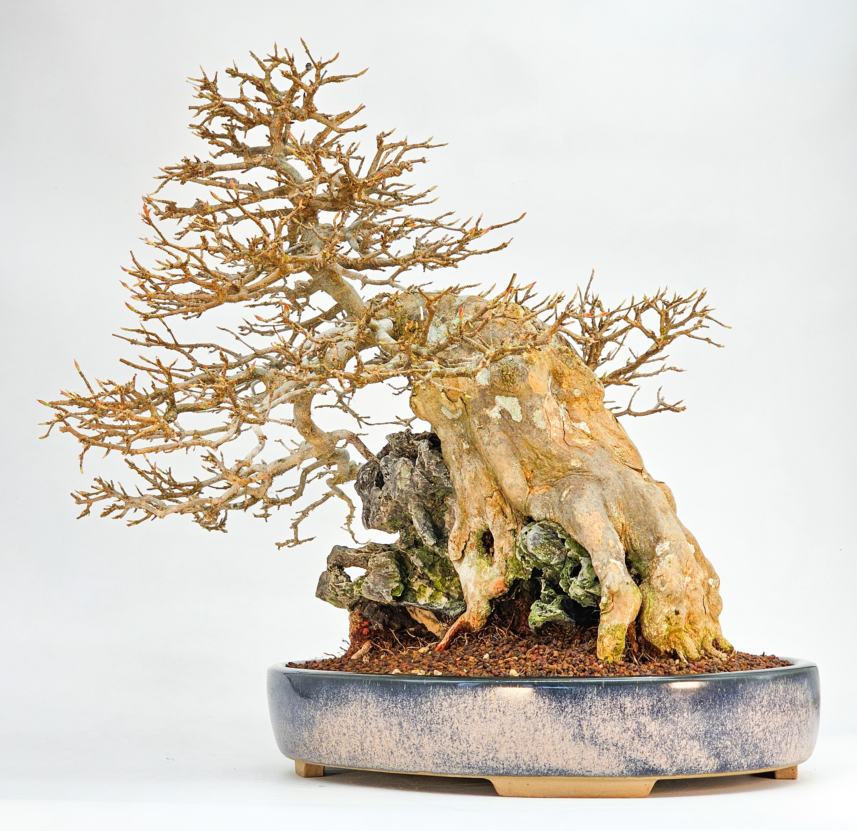 Bonsai Dreispitzahorn  - Acer buergerianum Ishizuki 37cm