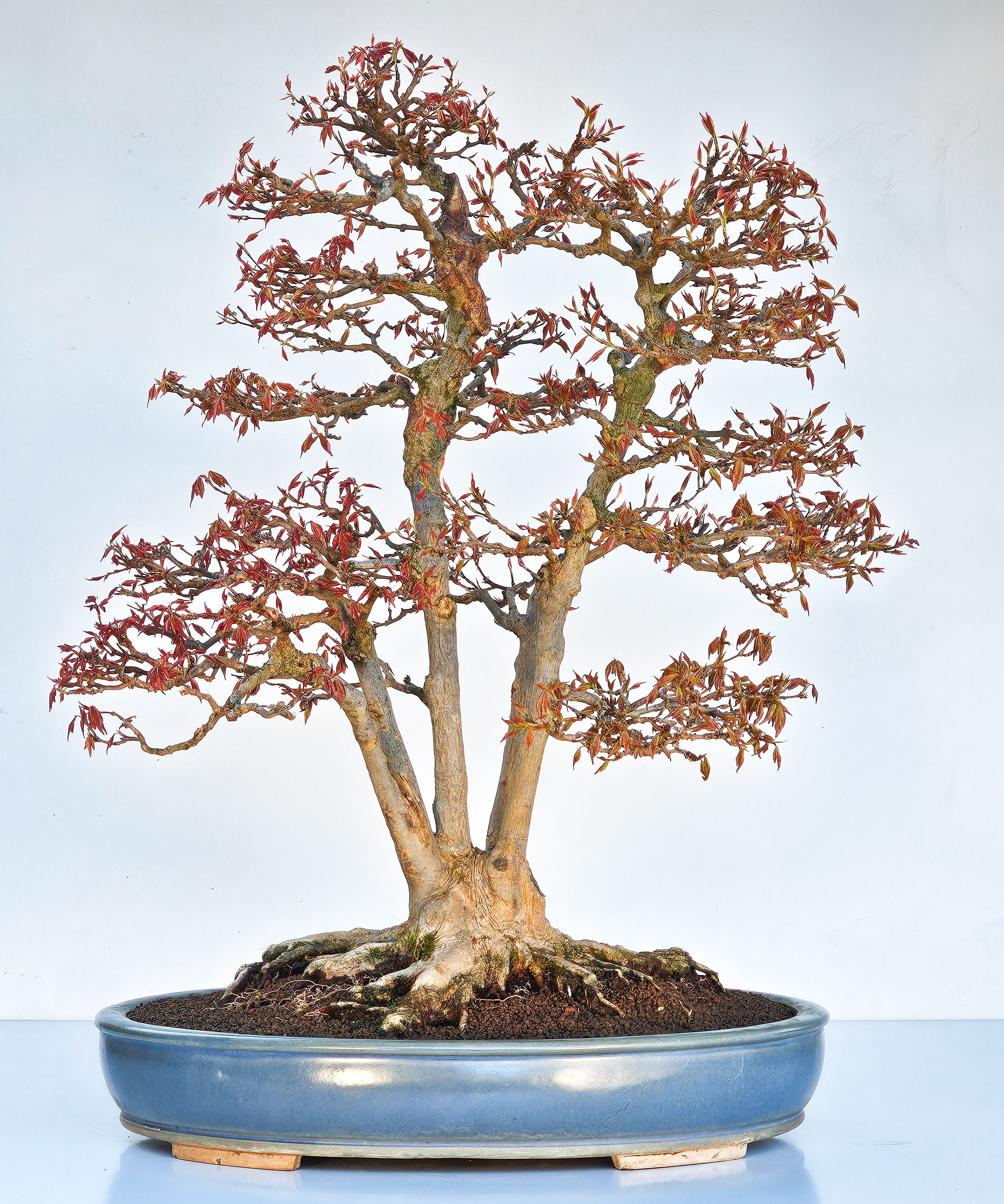 Bonsai Dreispitzahorn Multitrunk 5 Stämme - Acer buergerianum 60cm - Video!