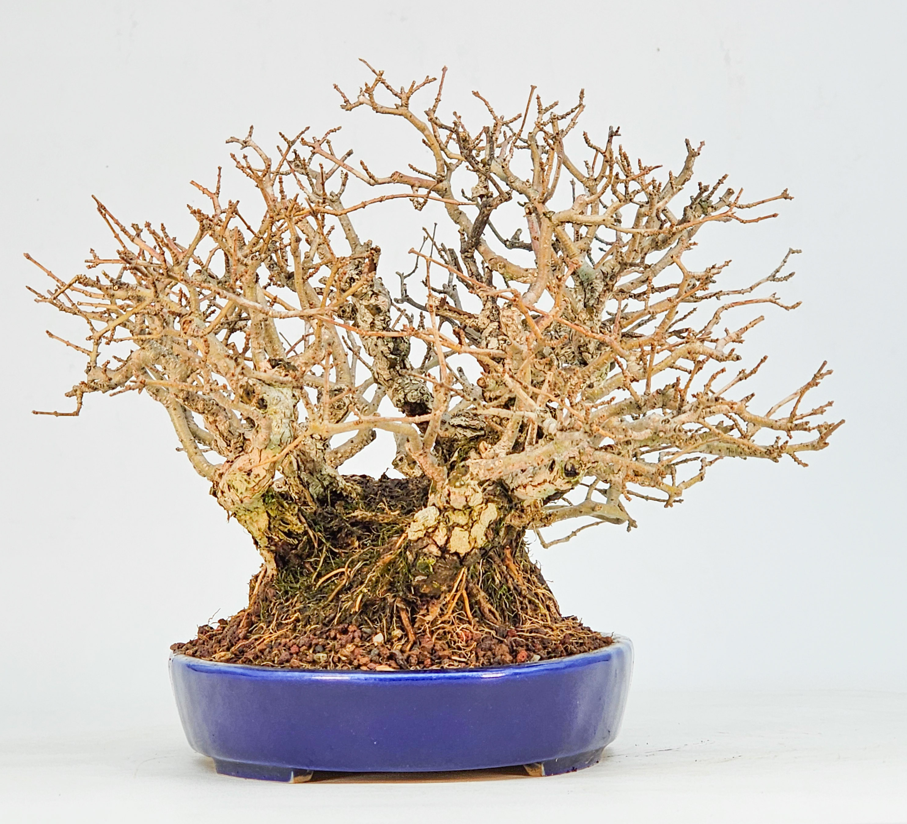 Bonsai Japanischer Liguster - Ligustrum japonicum Shohin 15cm