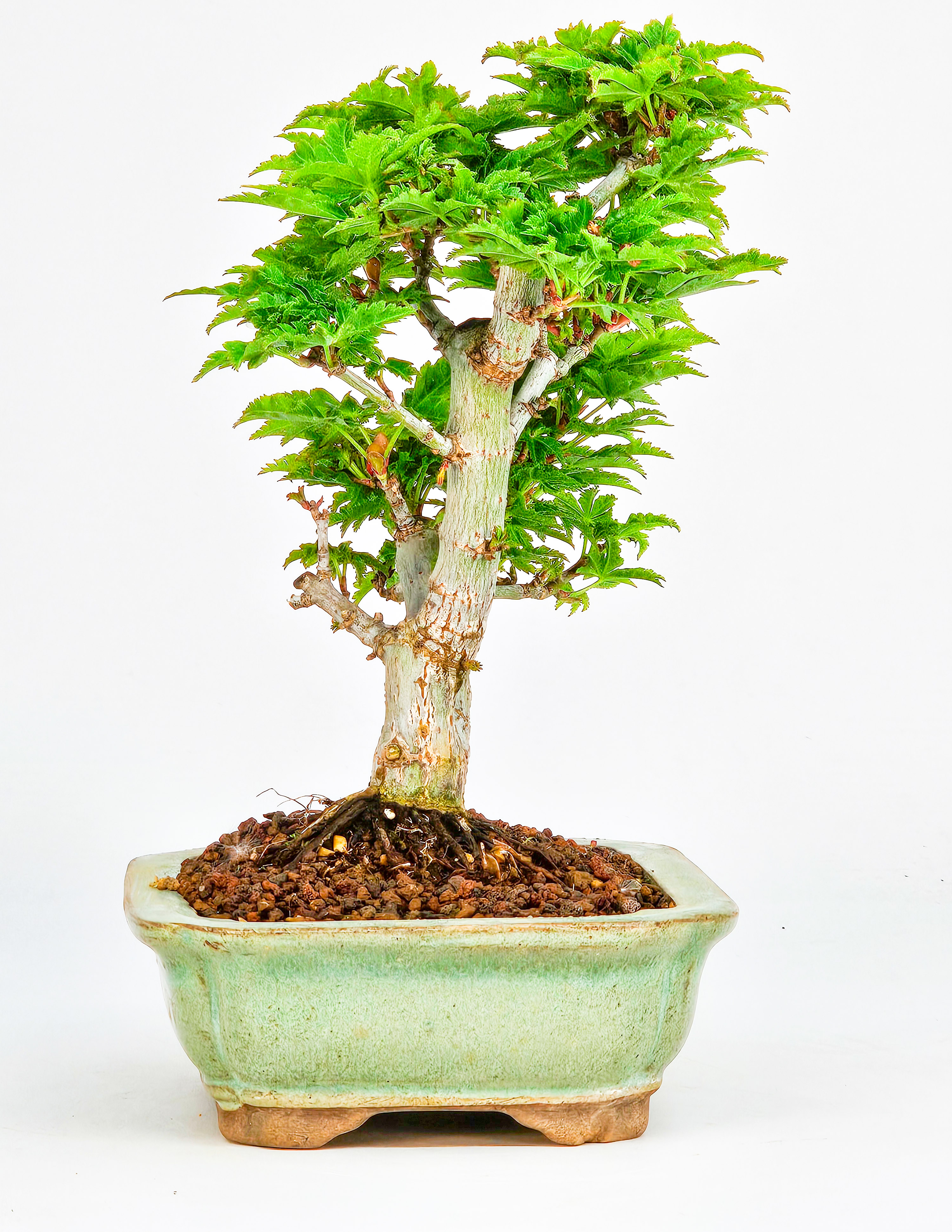 Bonsai Löwenkopfahorn- Acer palmatum Shishigashira Shohin 15cm 