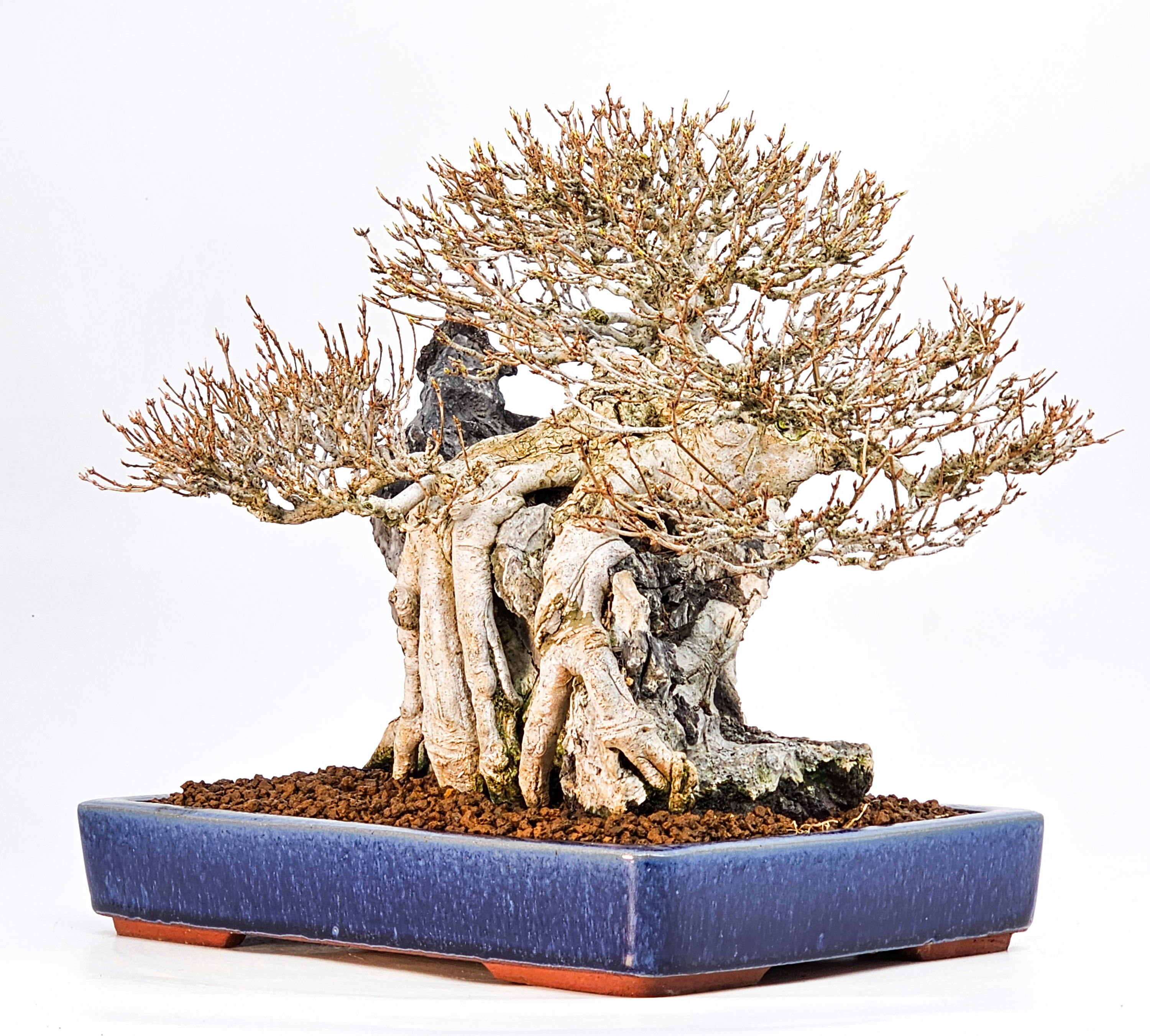 Bonsai Dreispitzahorn - Acer buergerianum Ishizuki 25cm Video!! Bonsai Dreispitzahorn - Acer buergerianum Ishizuki 25cm Video!!