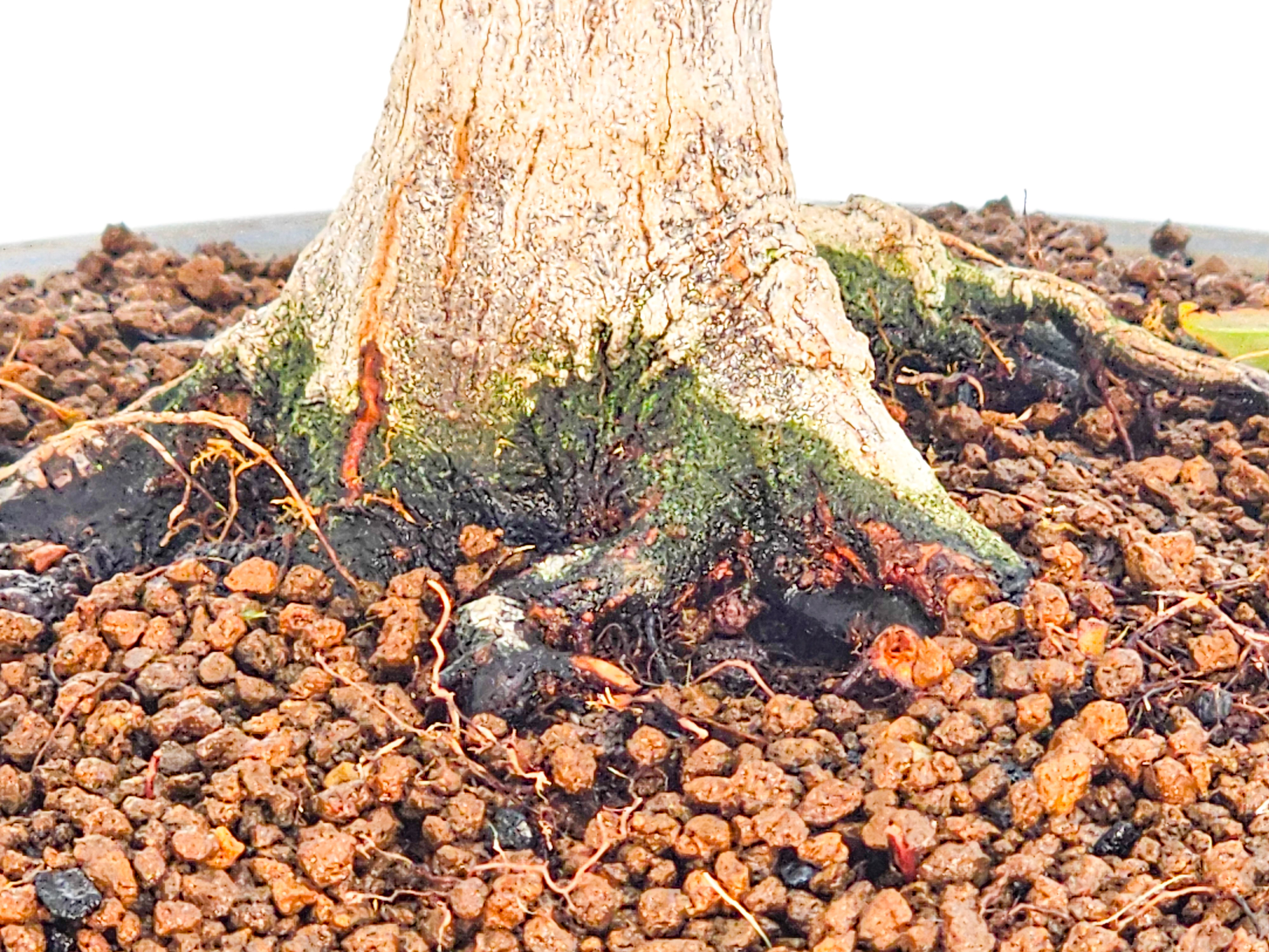 Bonsai Fächerahorn - Acer palmatum 27cm