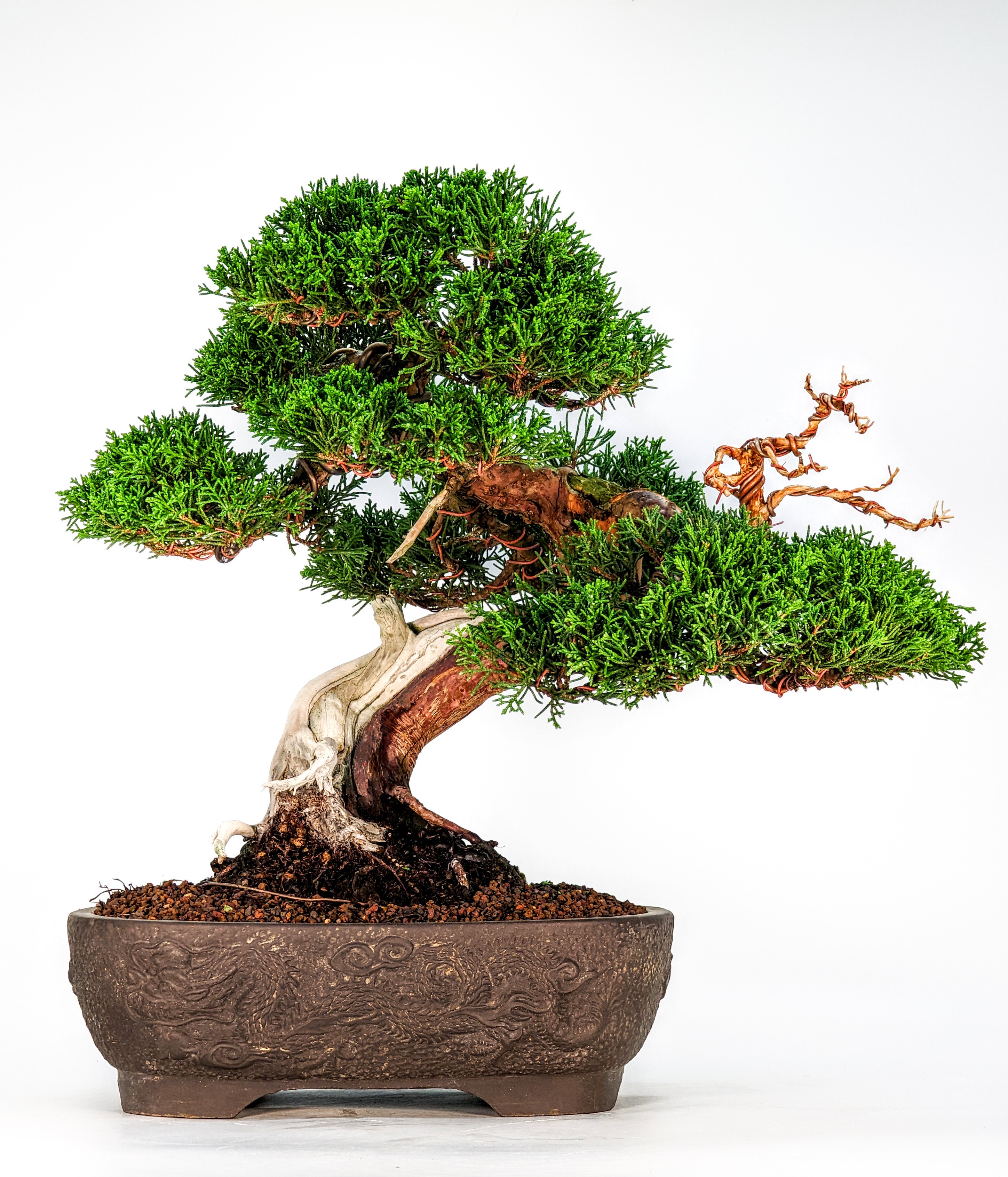 Bonsai Wacholder Juniperus Itoigawa 29cm