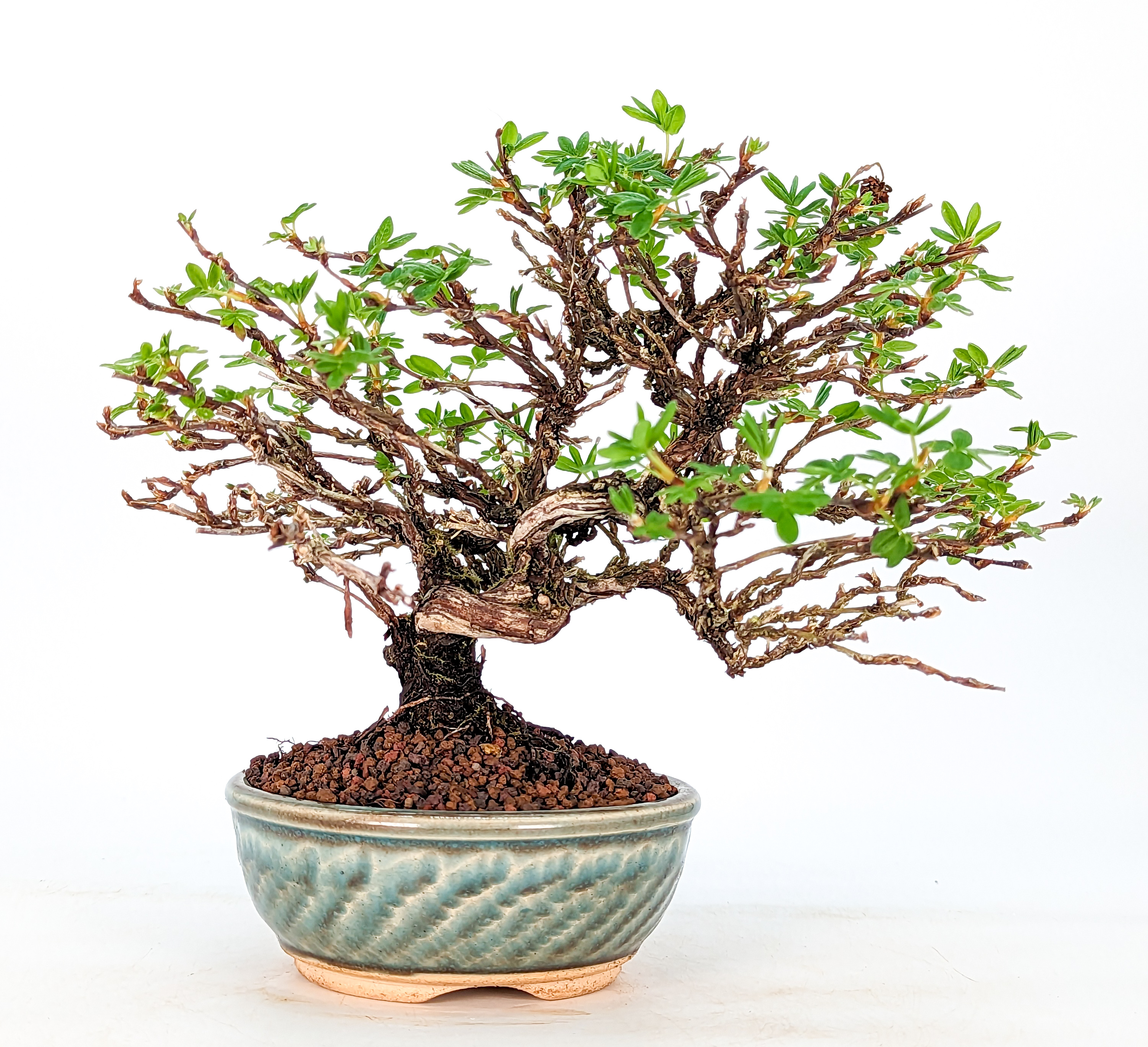 Bonsai Potentilla Fünffingerstrauch Shohin 13cm 