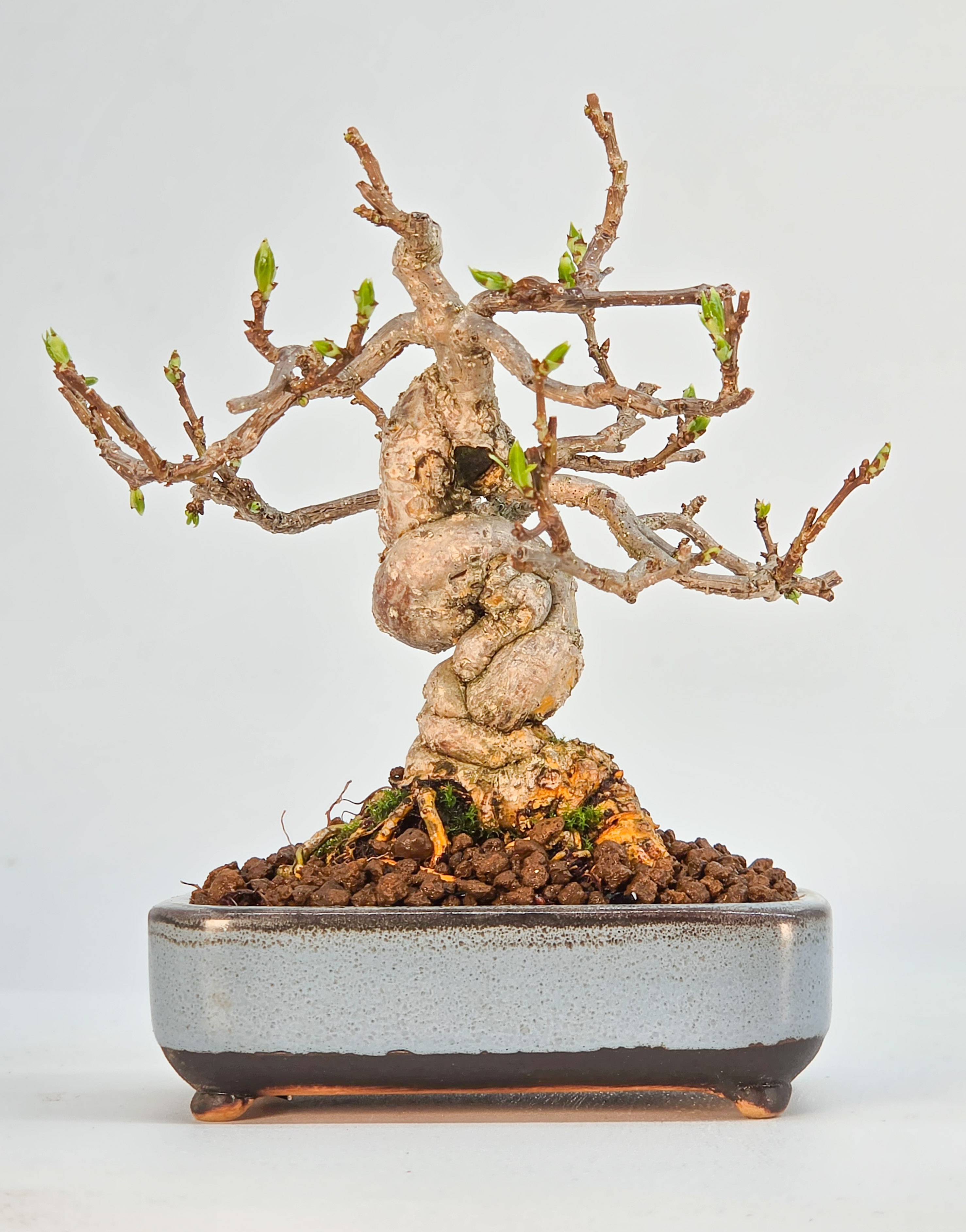 Bonsai Baumwürger - Celastrus orbiculatus 10cm