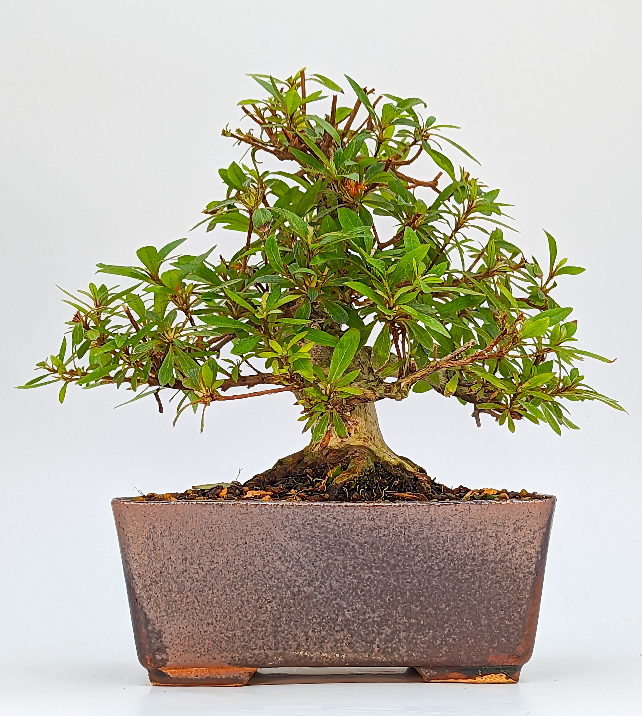 Bonsai Azalee Rhododendron indicum - Sachi-no-Kirameki - Shohin 21cm 
